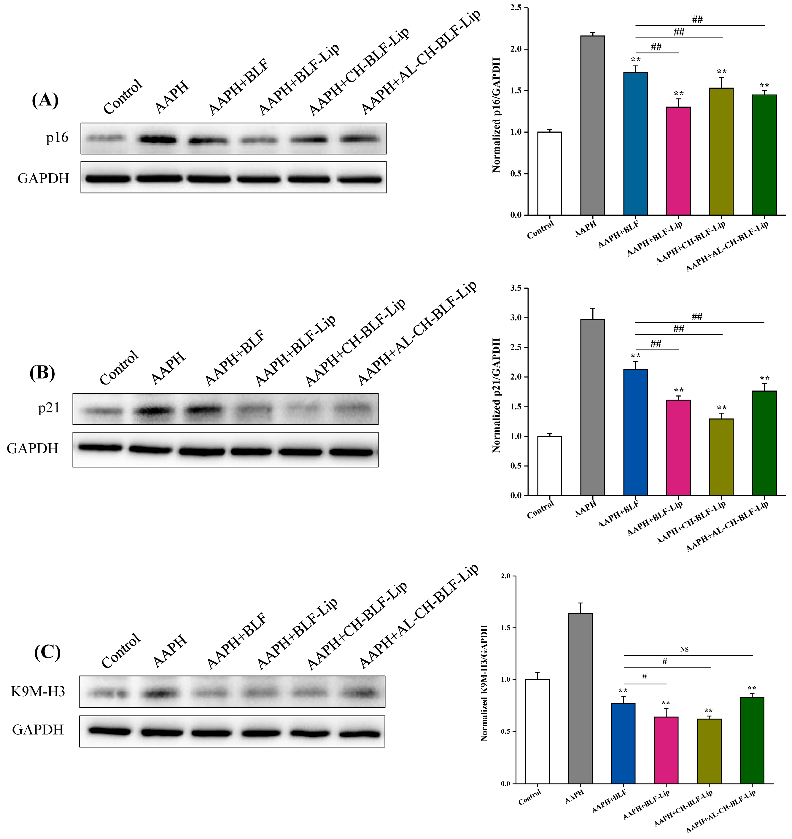 Antioxidants 11 01024 g009