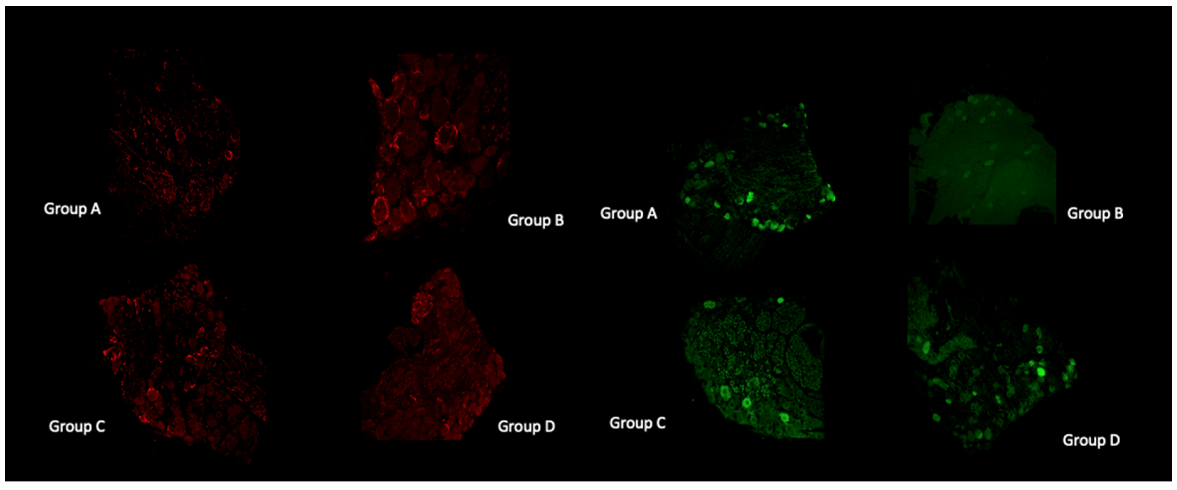 Antioxidants 11 01062 g005