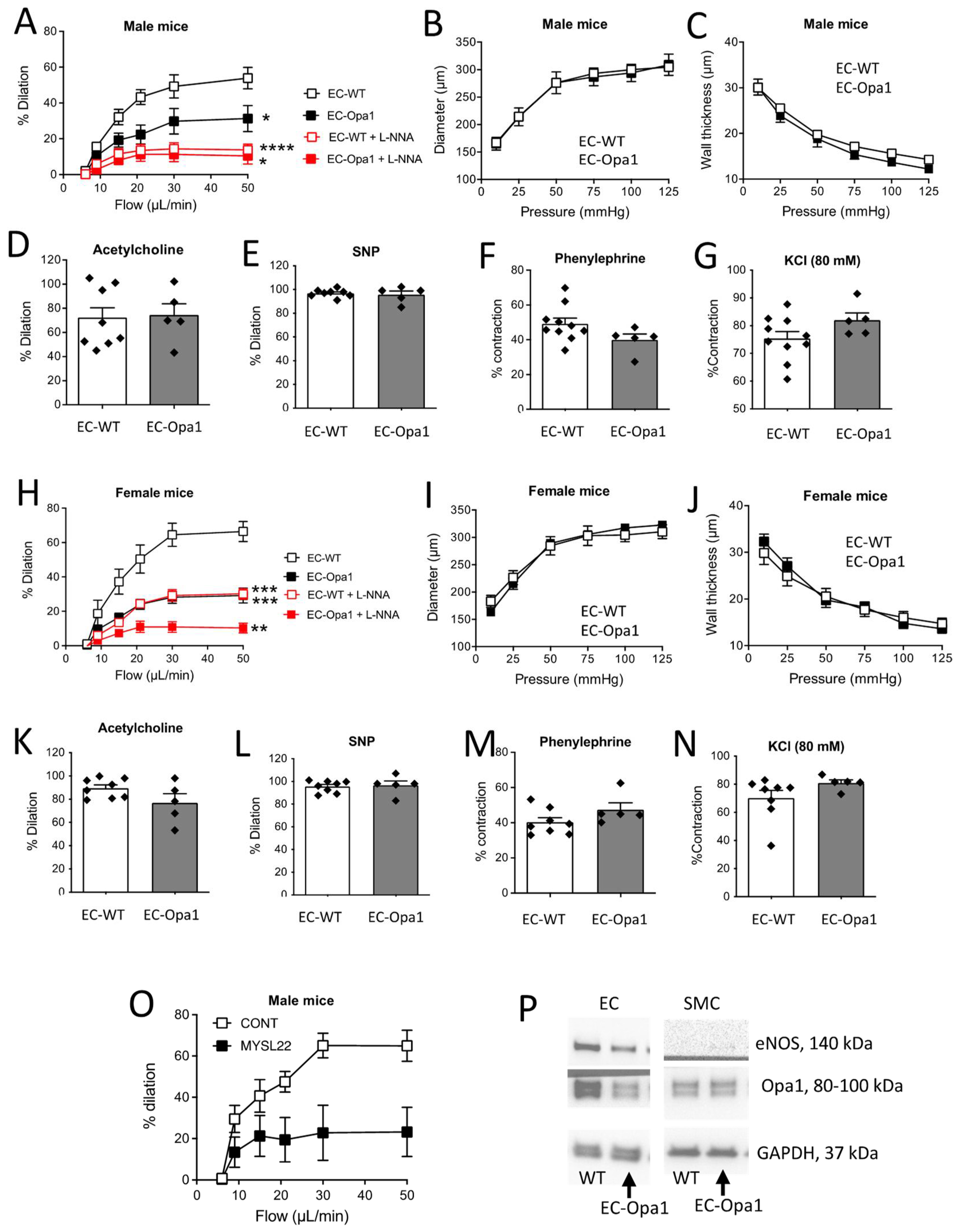 Antioxidants 11 01078 g004