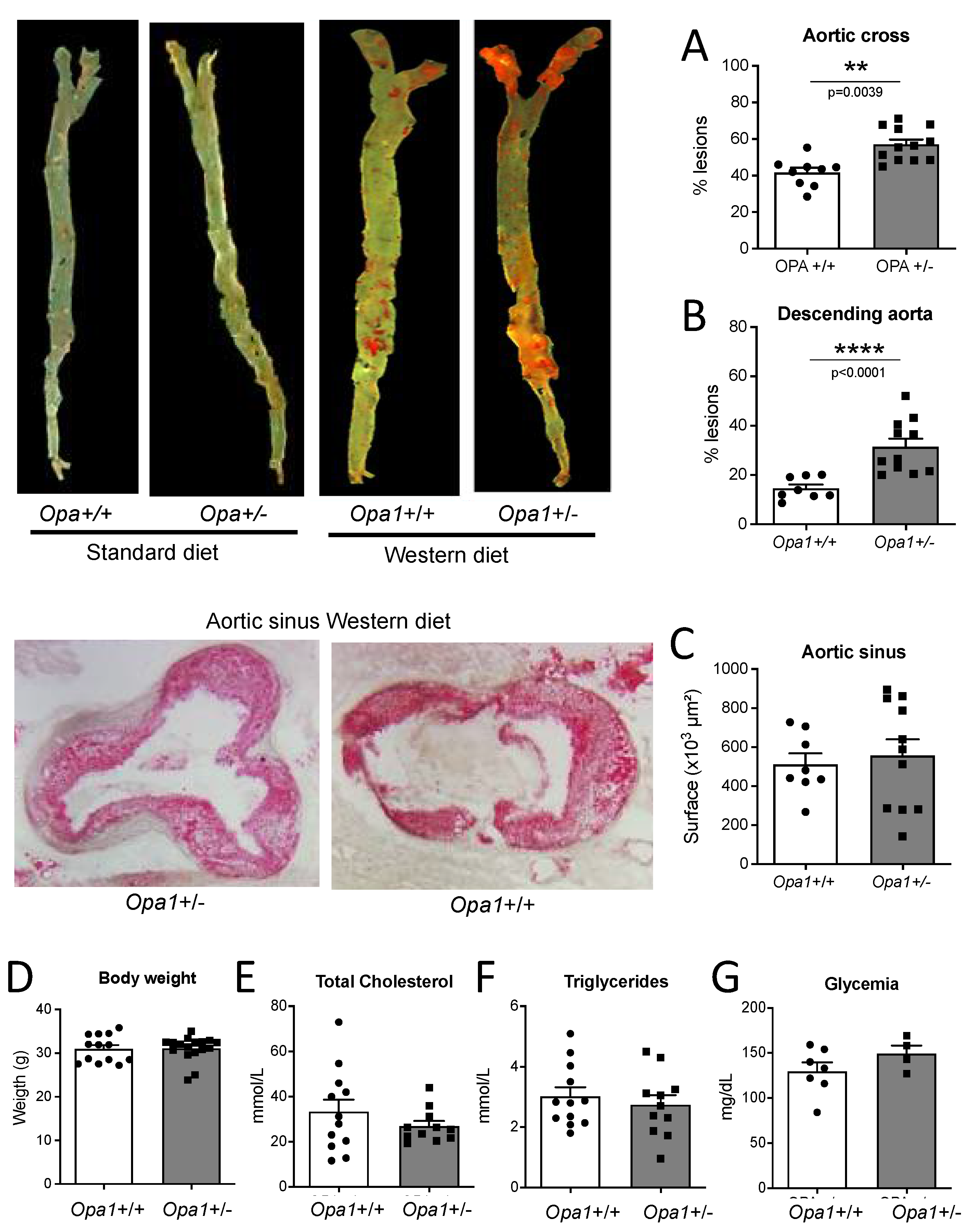 Antioxidants 11 01078 g008