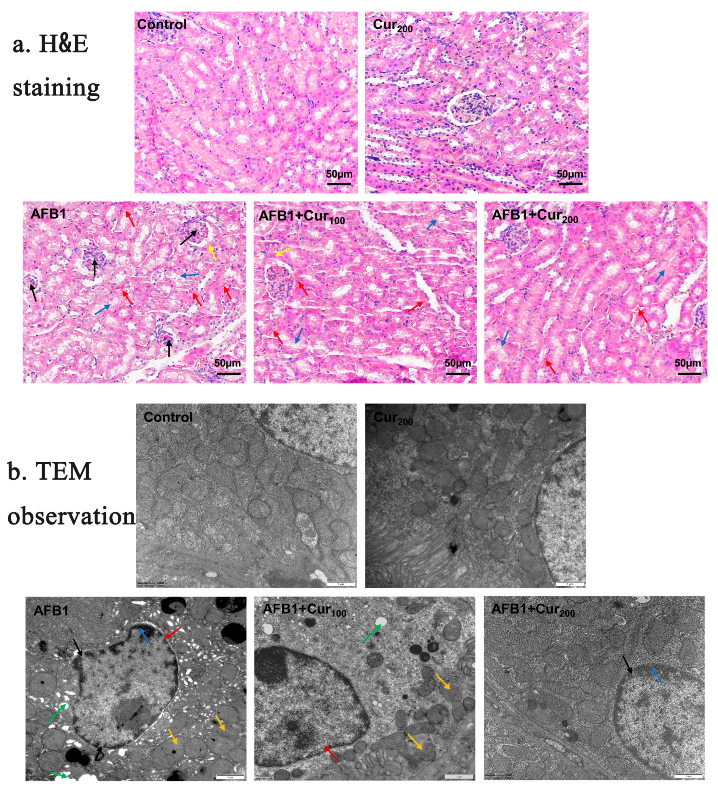 Antioxidants 11 01082 g003