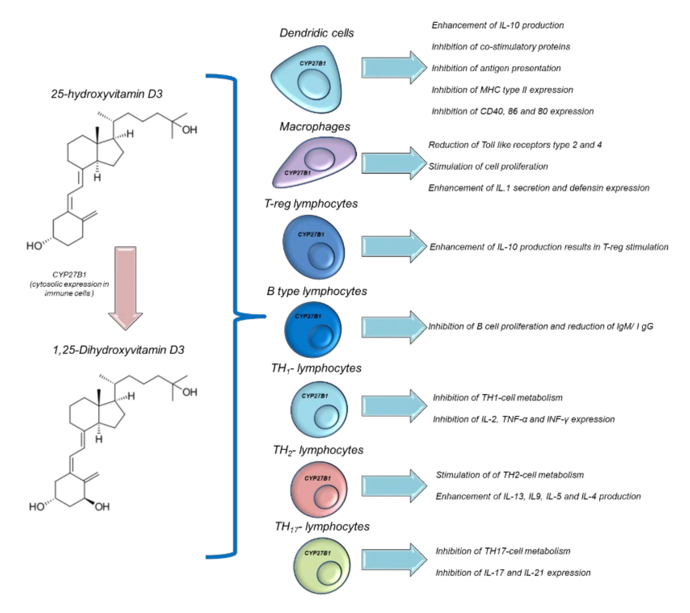 Antioxidants 11 01090 g005 Antioxidants 11 01090 g005
