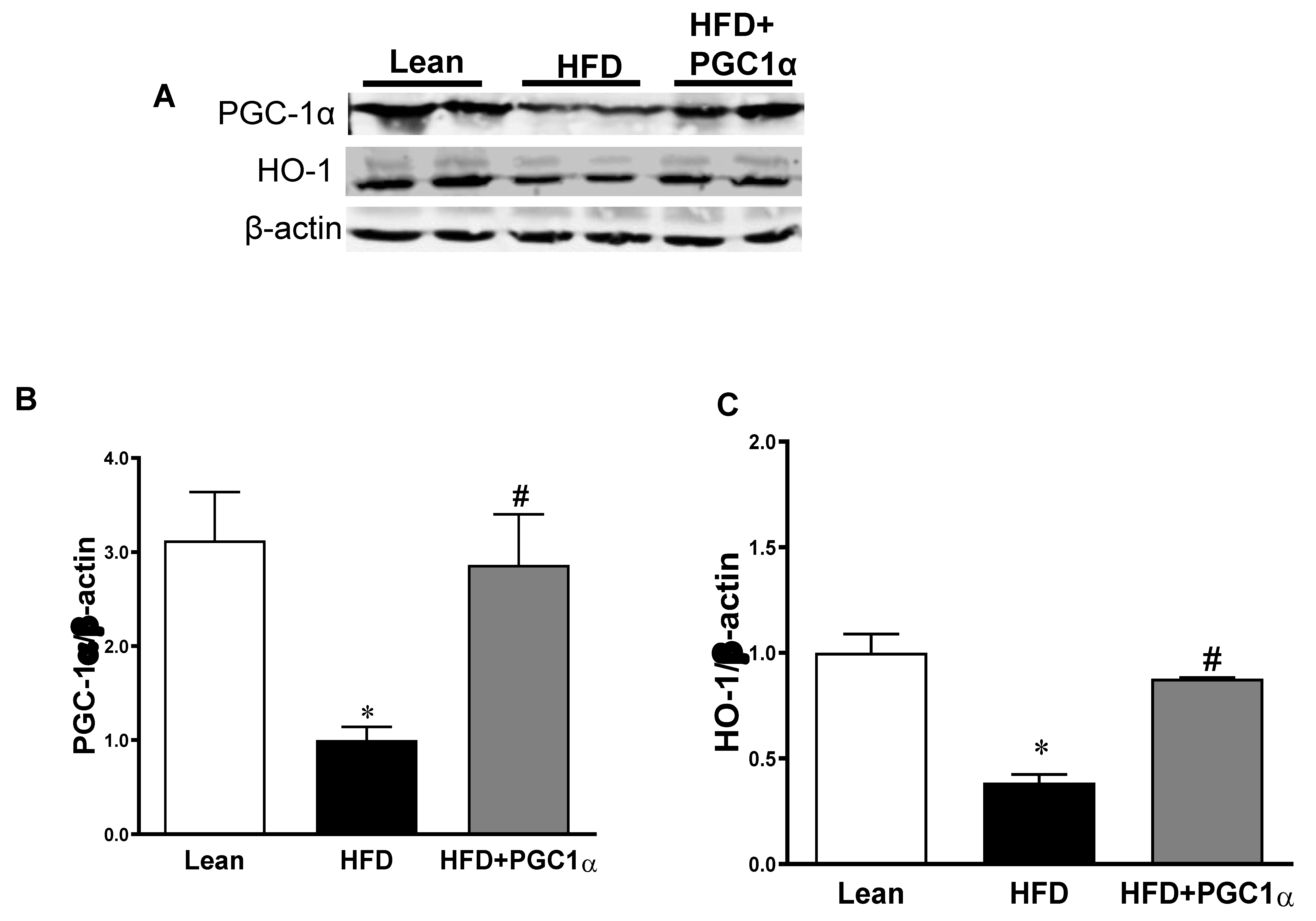 Antioxidants 11 01147 g004a