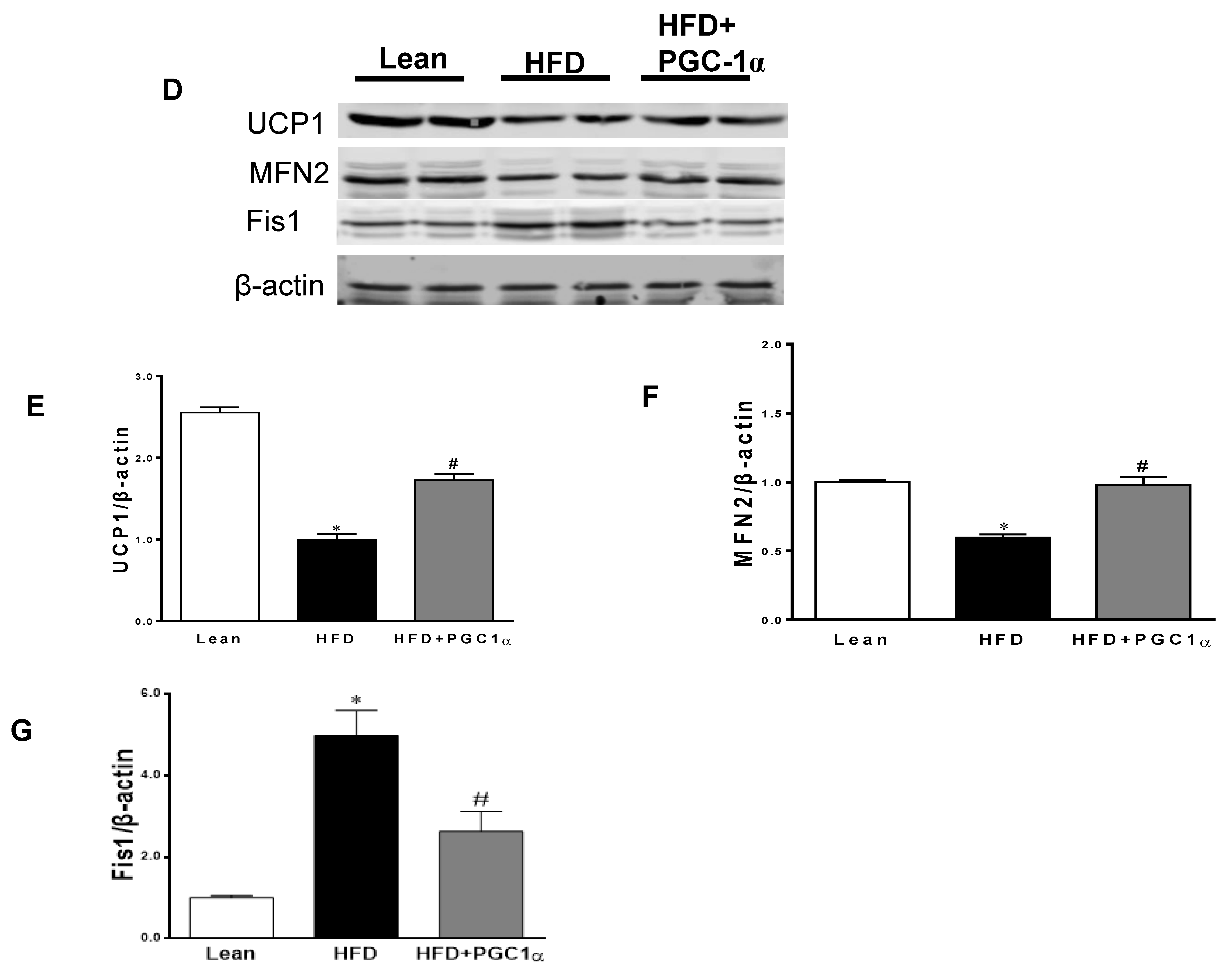 Antioxidants 11 01147 g004b