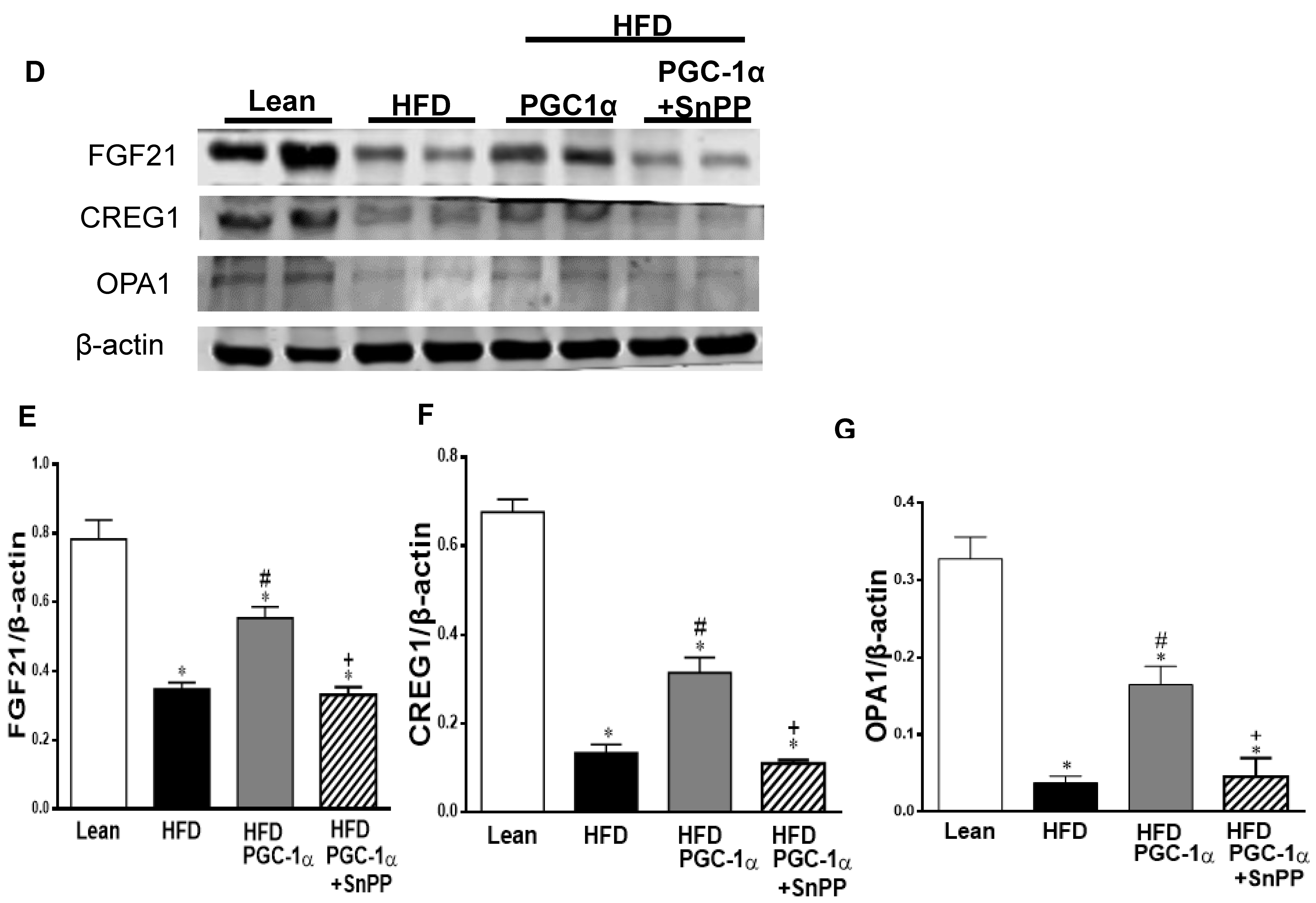 Antioxidants 11 01147 g008b