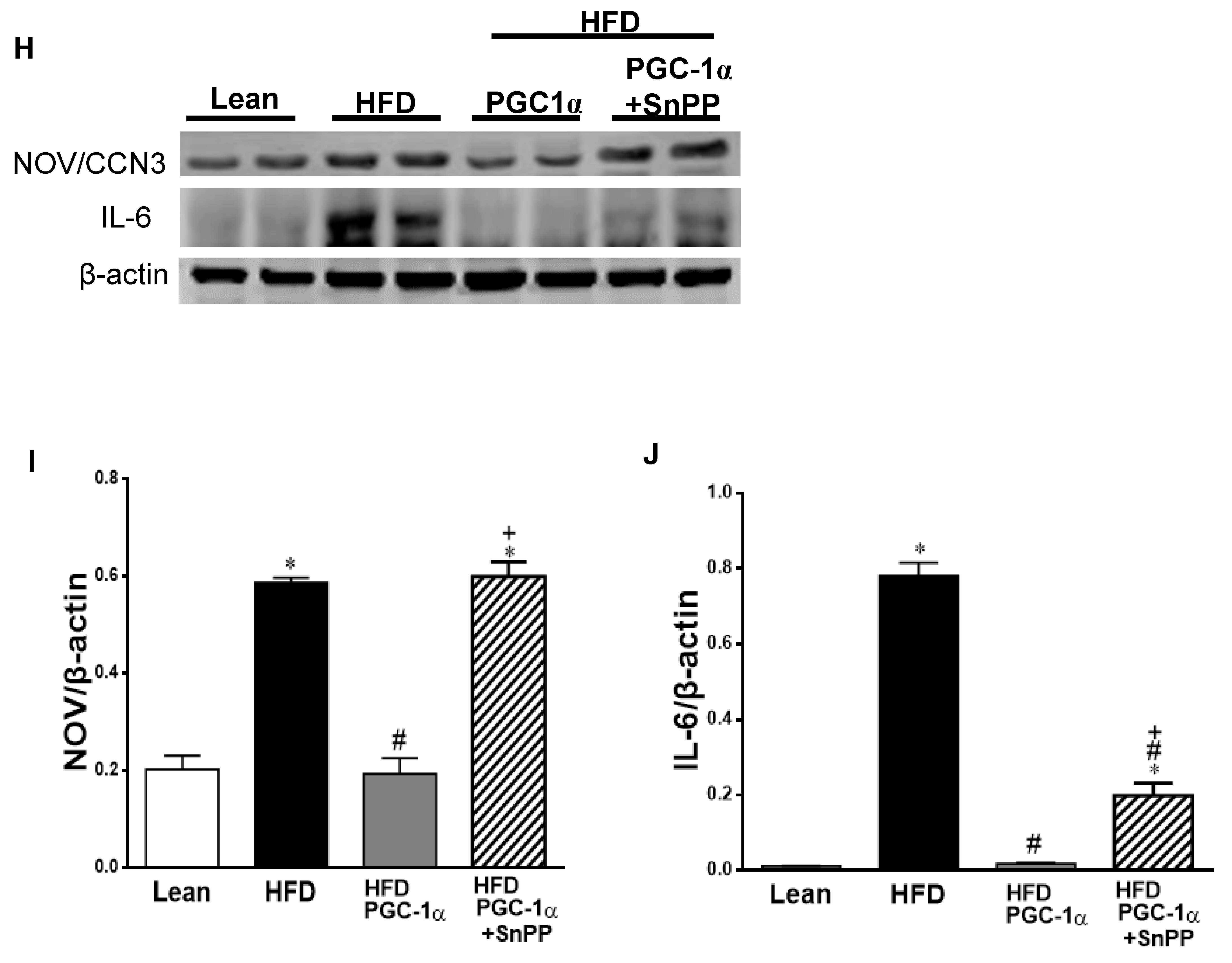 Antioxidants 11 01147 g009c