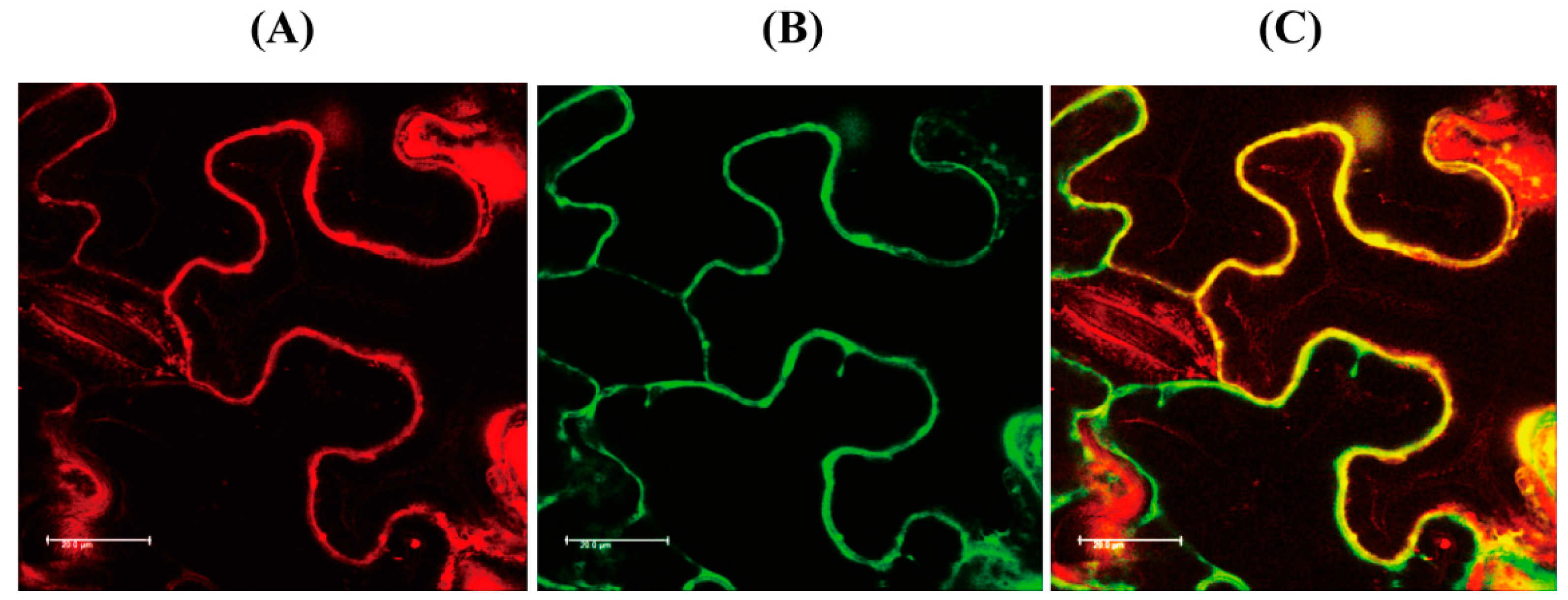 Antioxidants 11 01157 g006