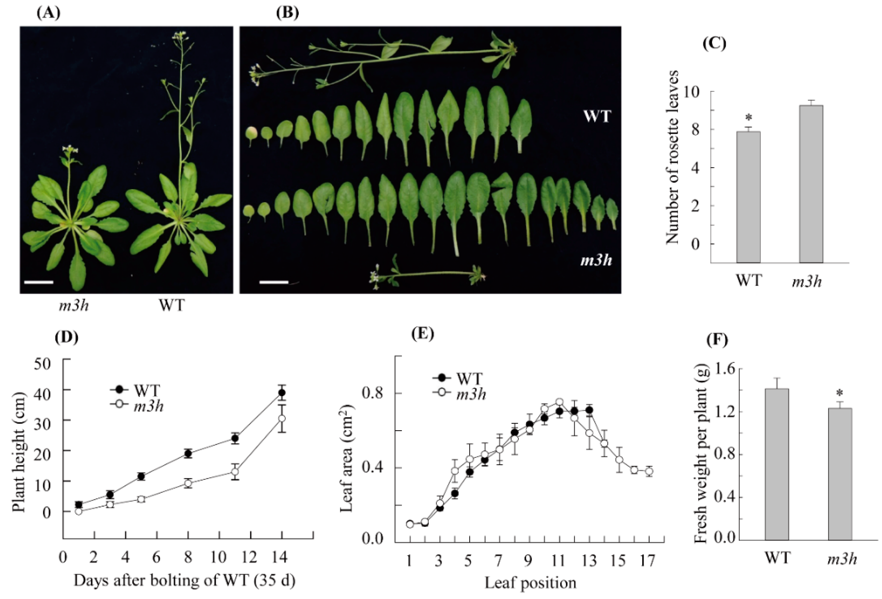 Antioxidants | Free Full-Text | The Antioxidant Cyclic 3 ...