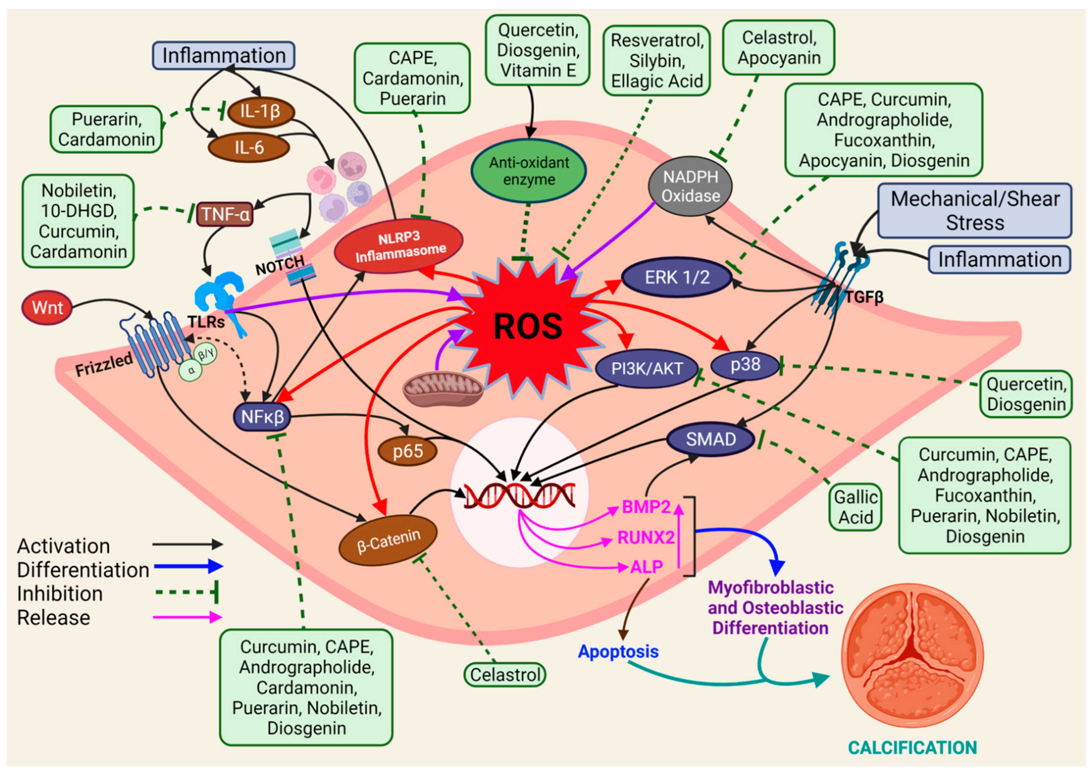 Antioxidants 11 01169 g002