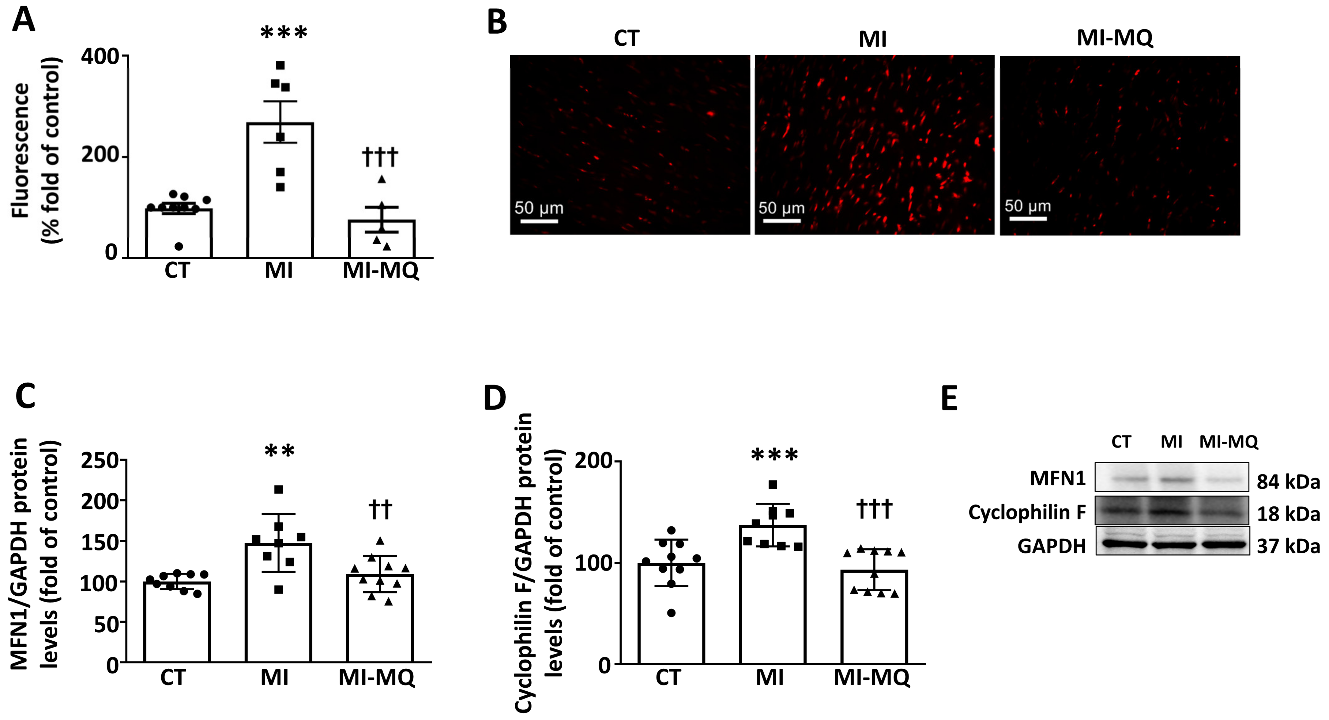 Antioxidants 11 01232 g002