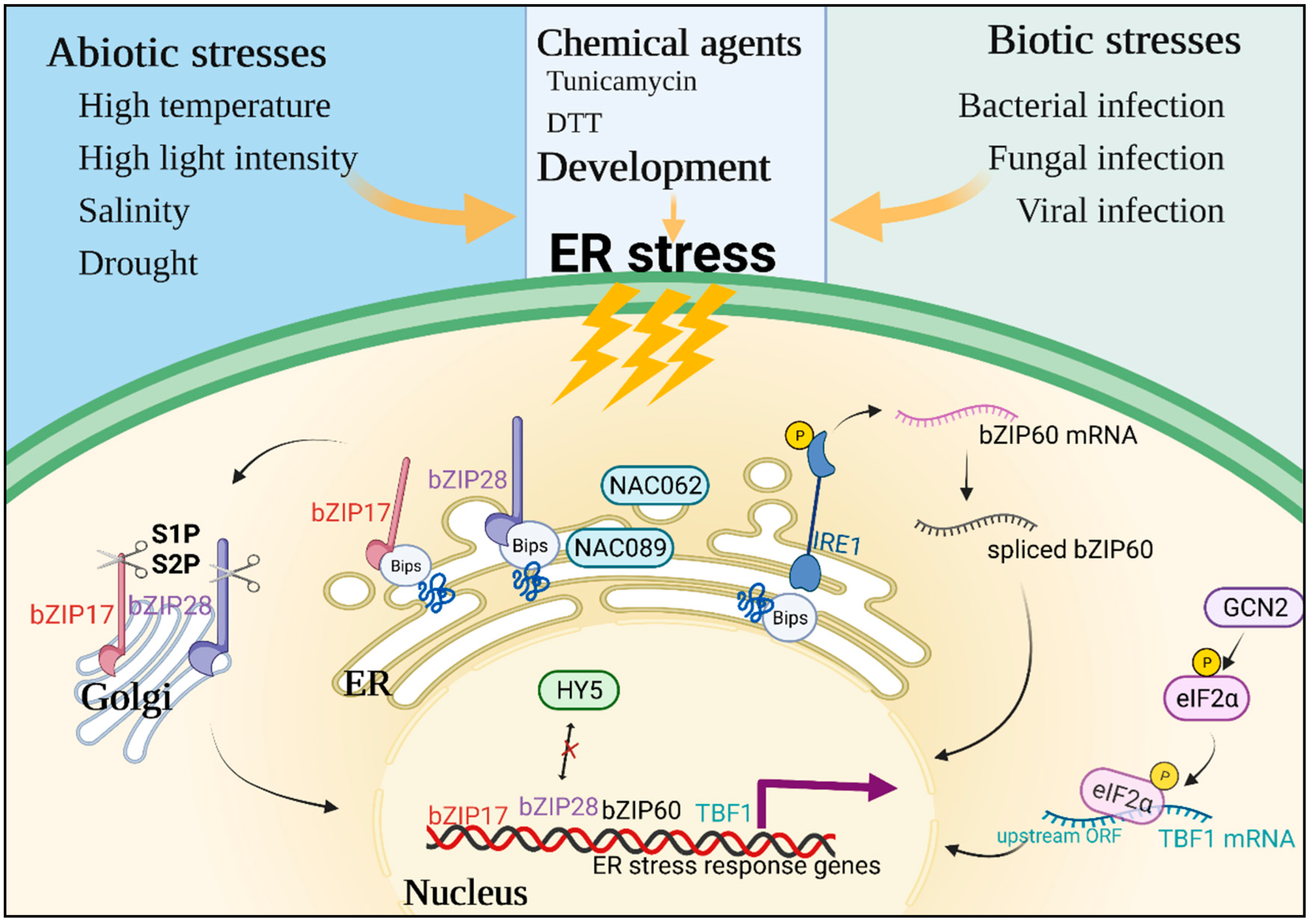 Antioxidants 11 01240 g001