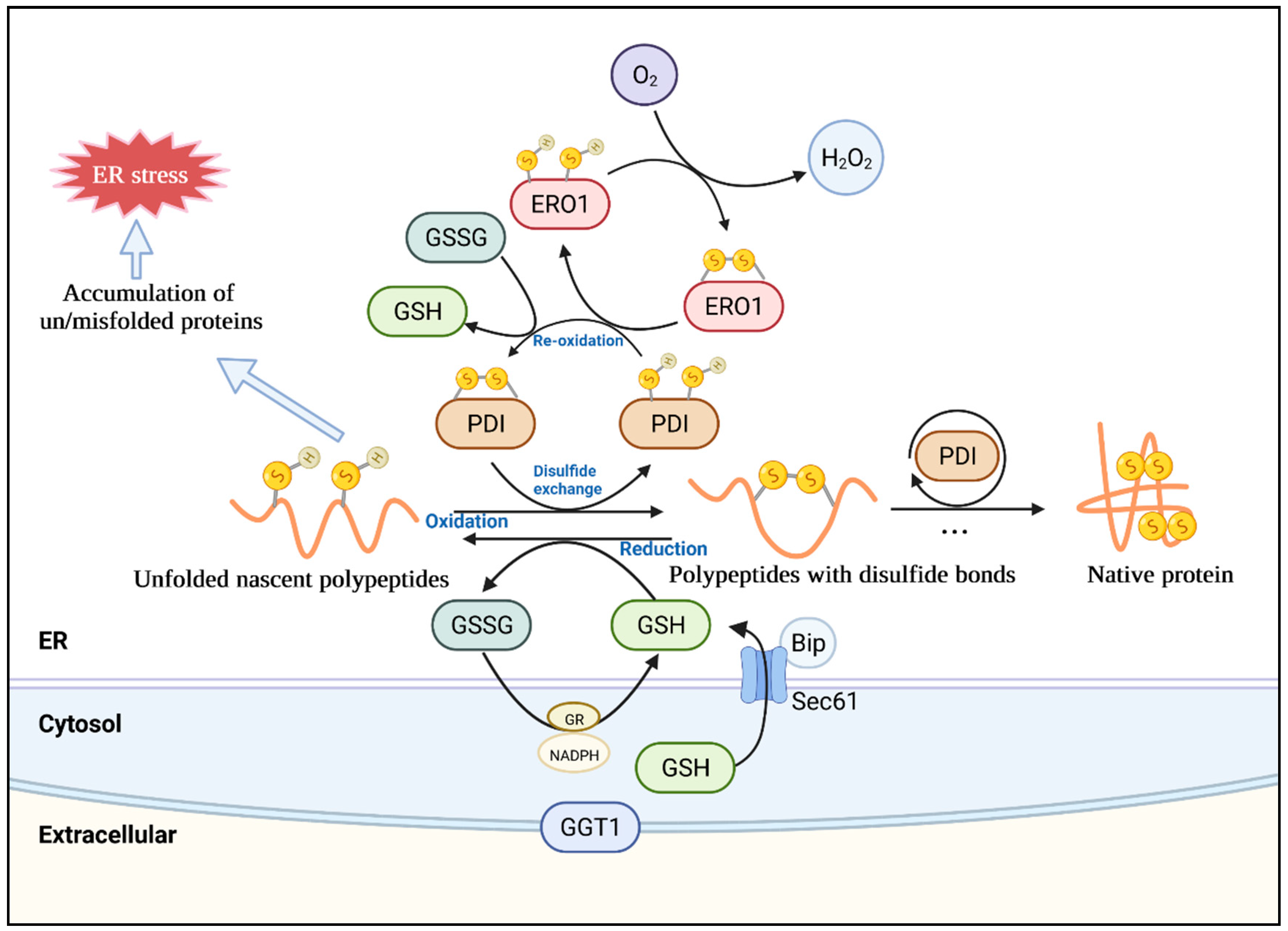 Antioxidants 11 01240 g002