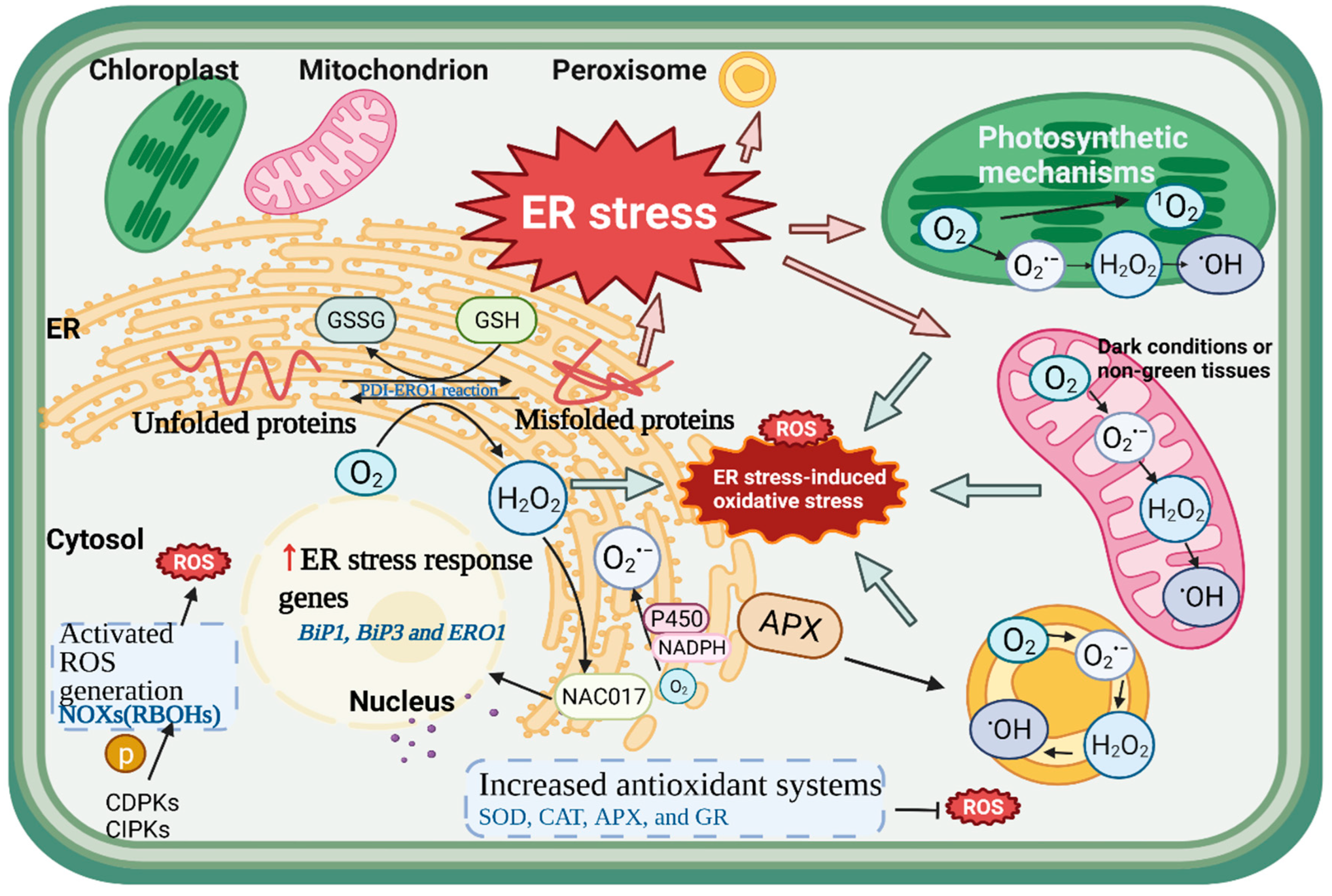 Antioxidants 11 01240 g003