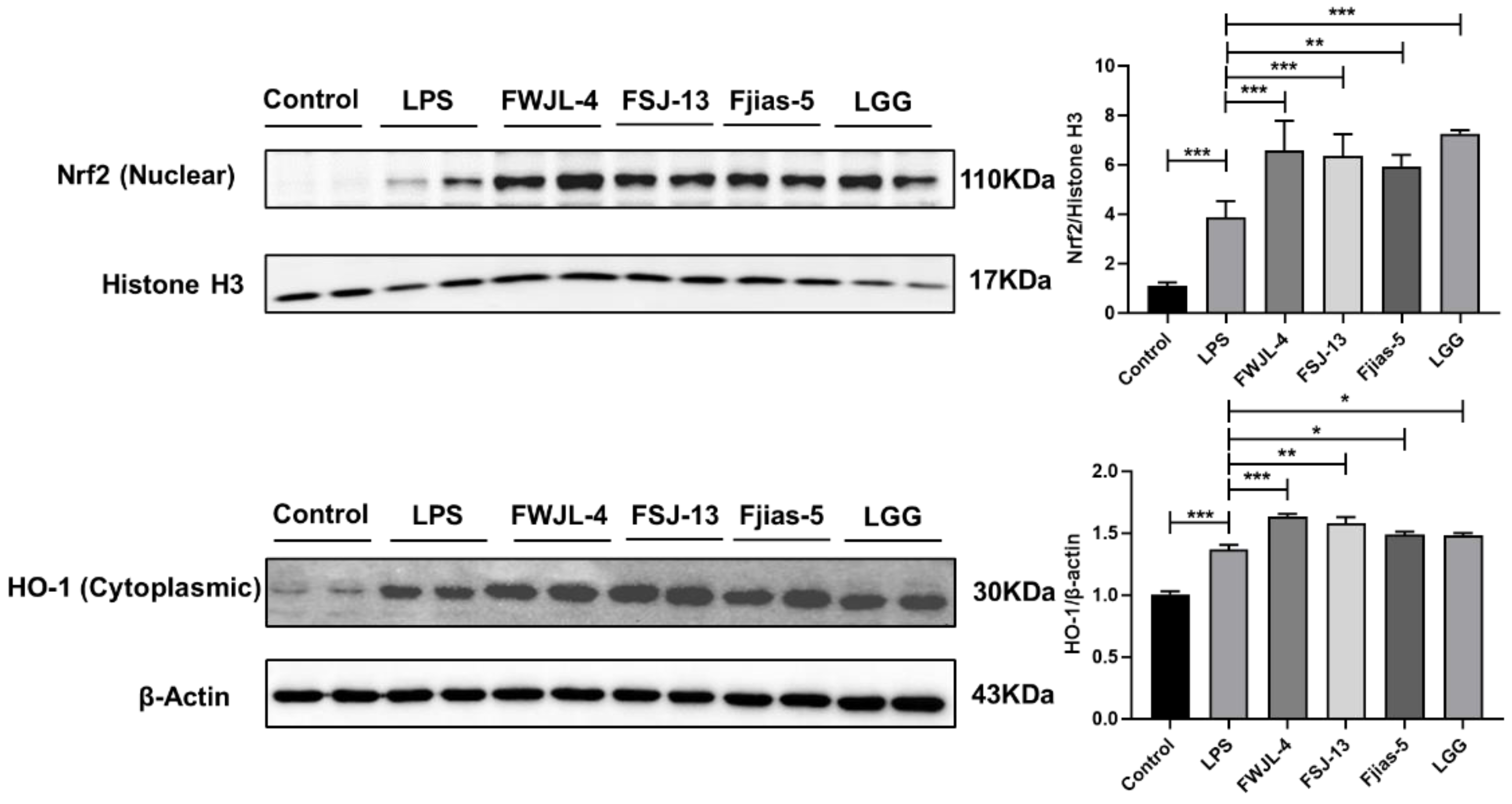Antioxidants 11 01246 g006