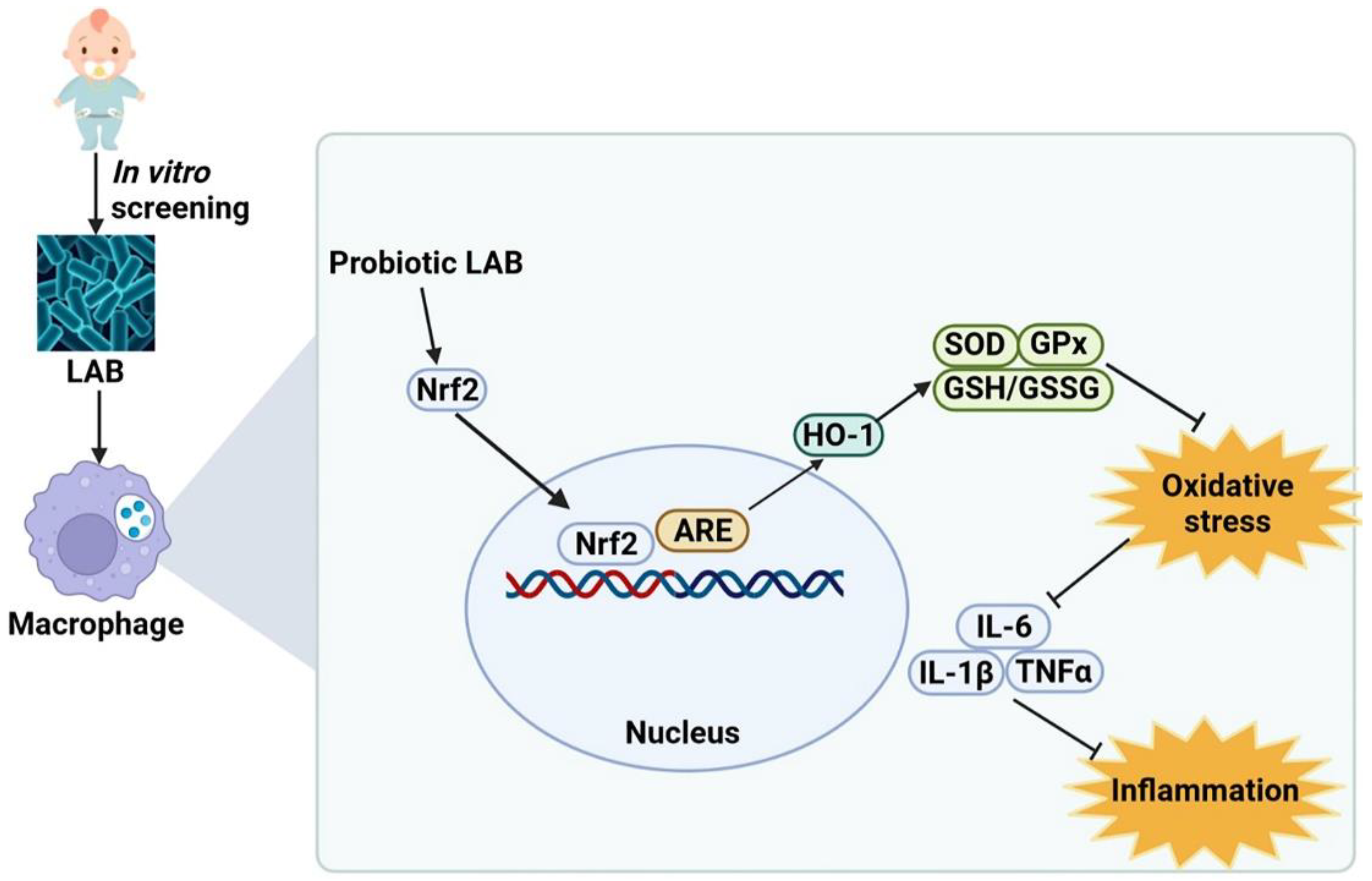 Antioxidants 11 01246 g007