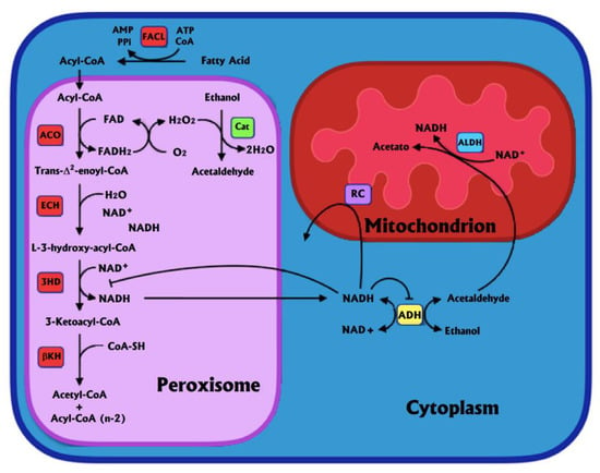 Antioxidants | Free Full-Text | Ethanol Metabolism in the Liver, the ...