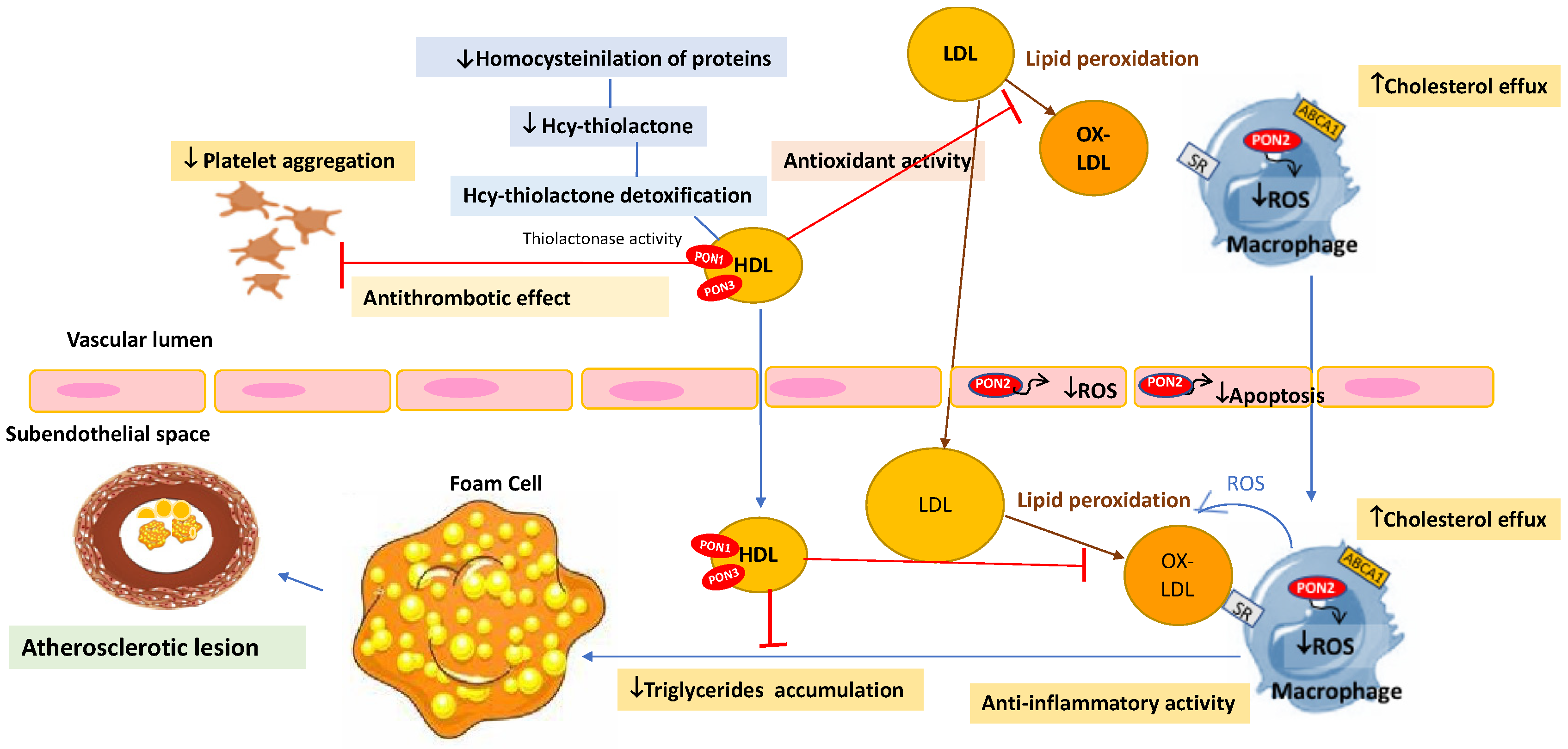 Antioxidants 11 01273 g001