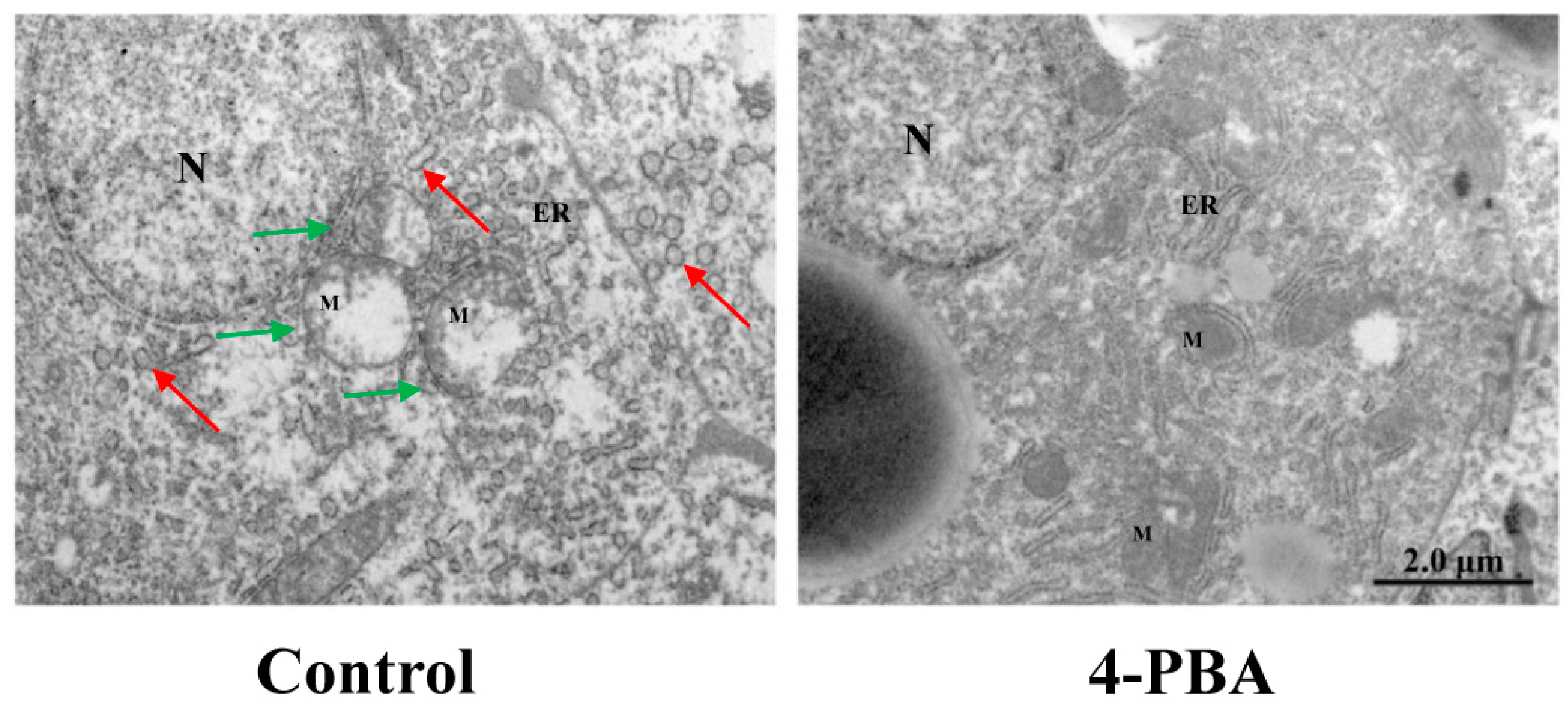 Antioxidants 11 01276 g009
