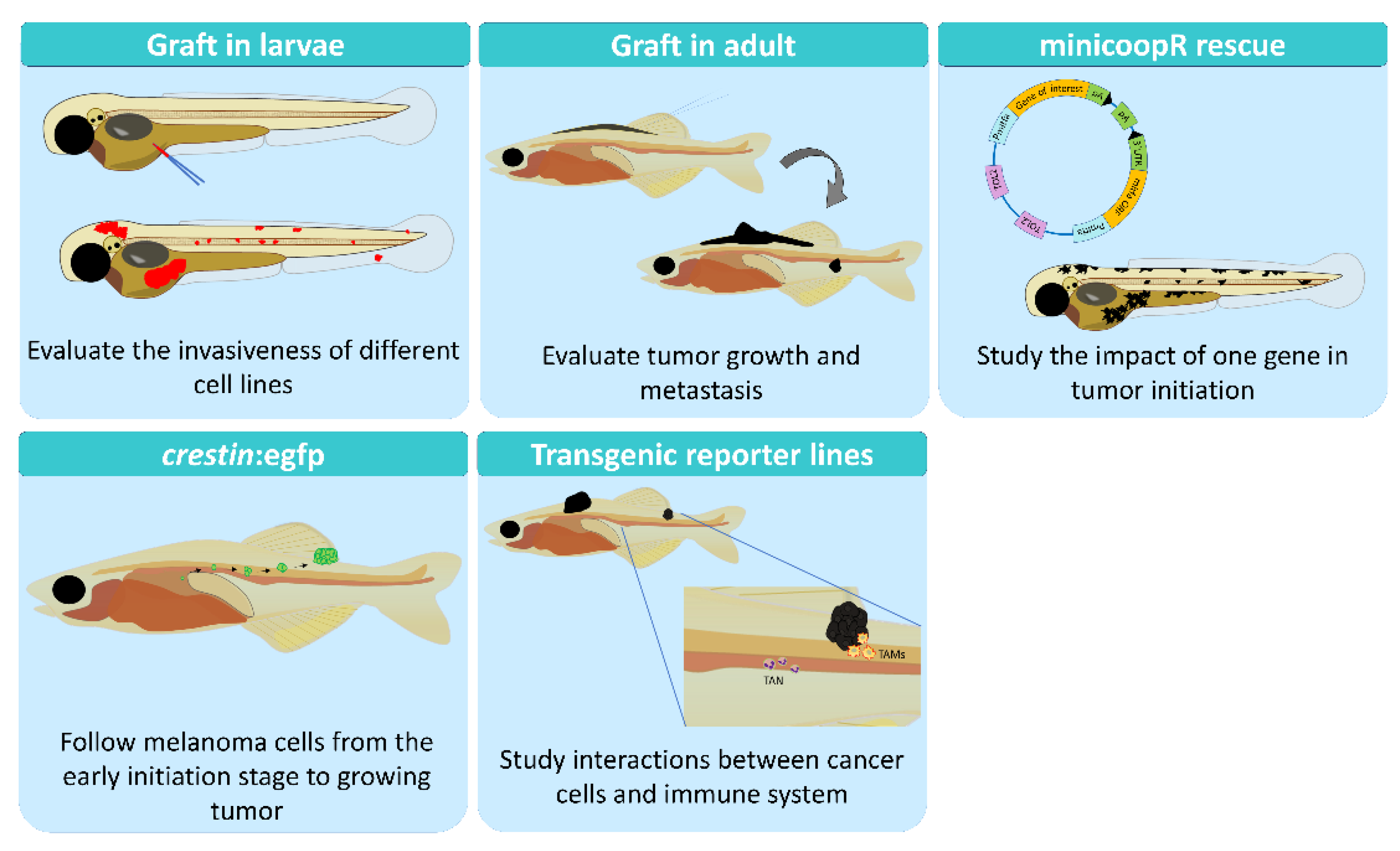 Antioxidants 11 01277 g002
