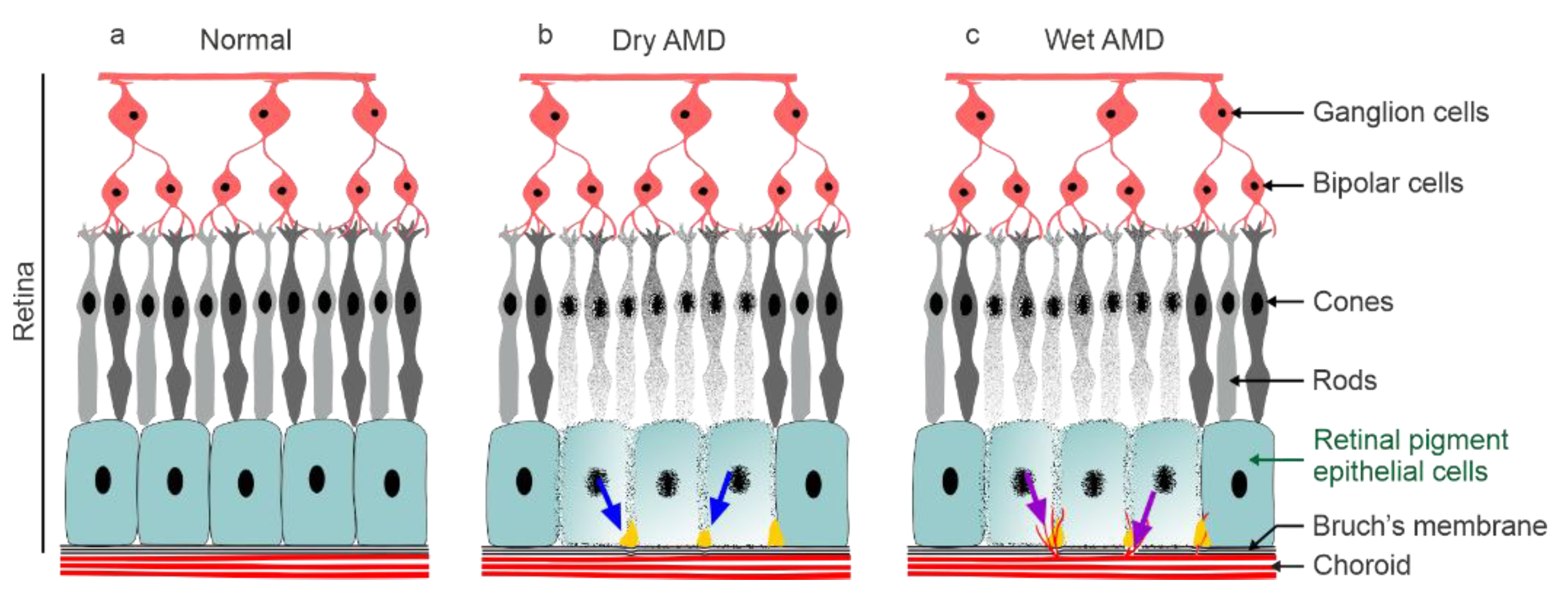 Antioxidants 11 01288 g001