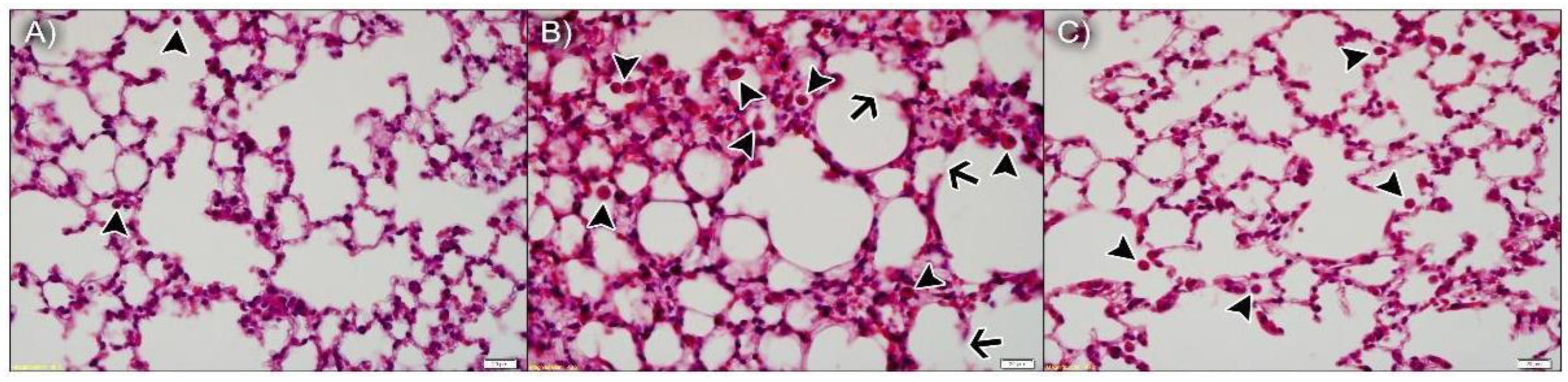 Antioxidants 11 01293 g004