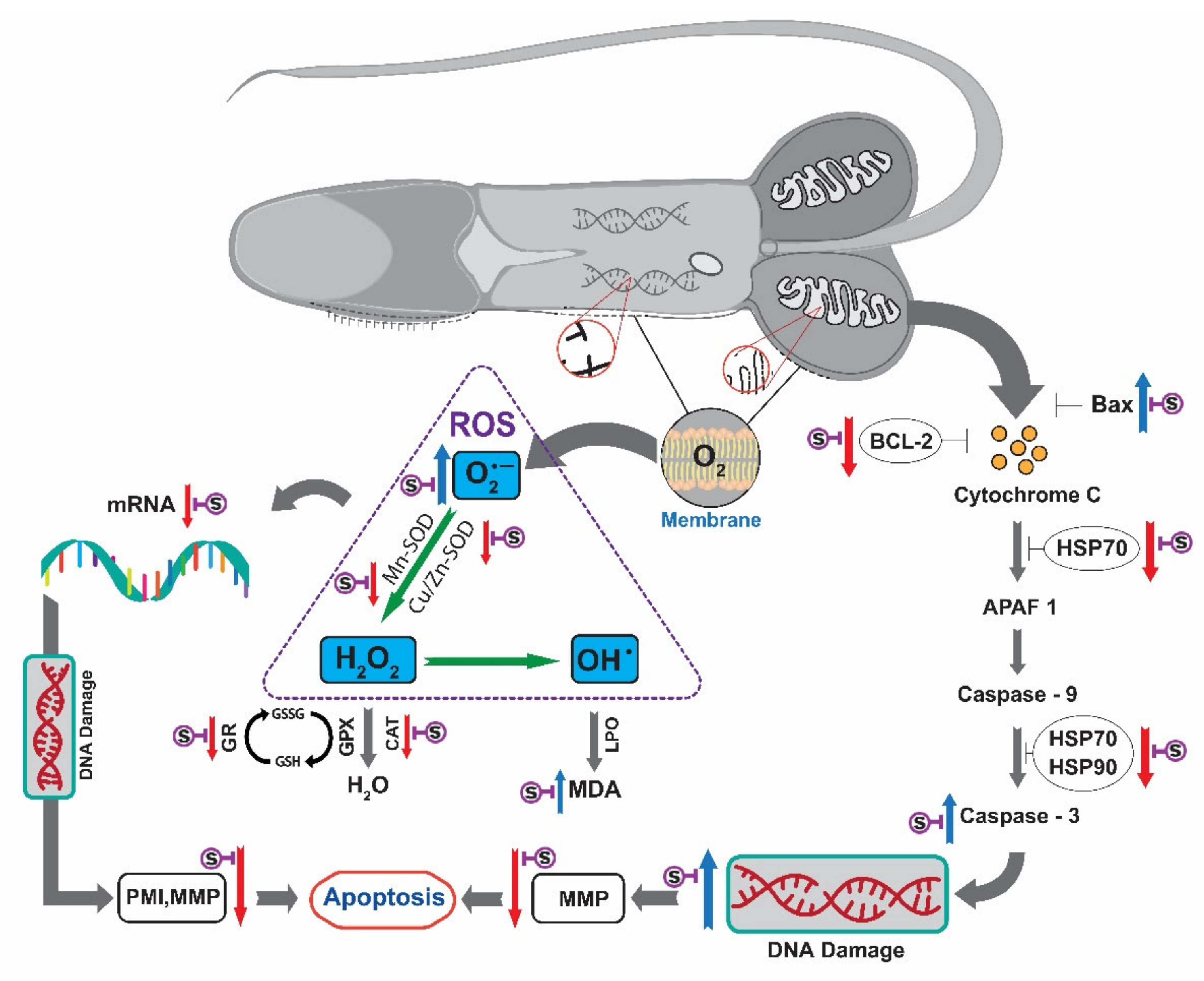 Antioxidants 11 01303 g011