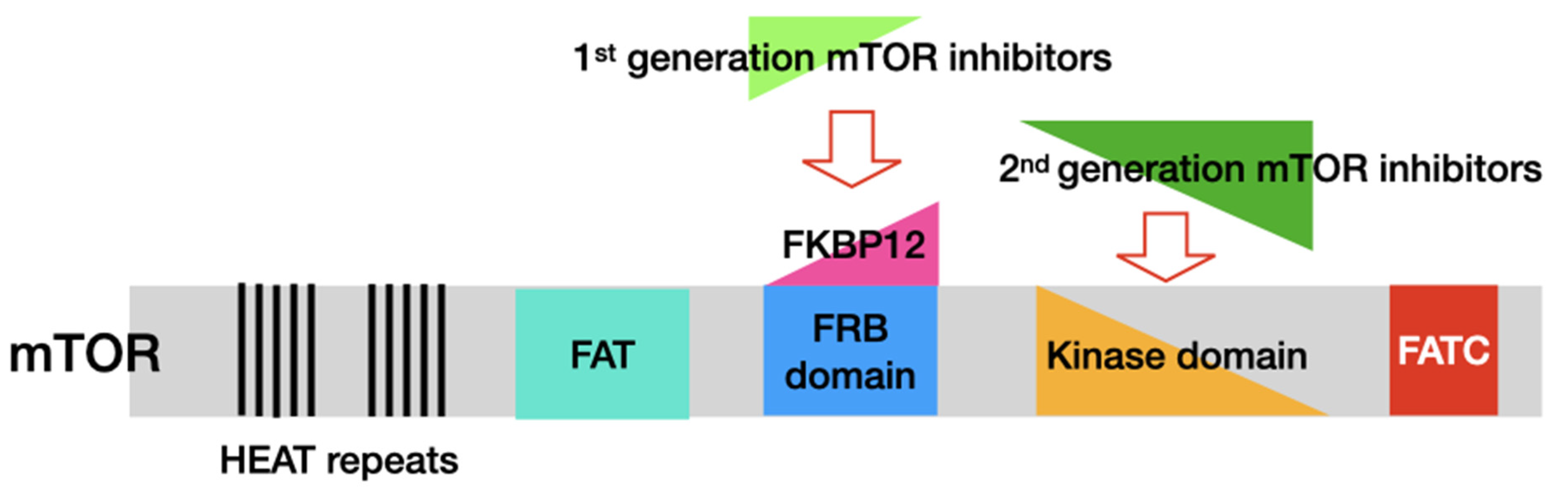 Antioxidants 11 01304 g002 Antioxidants 11 01304 g002