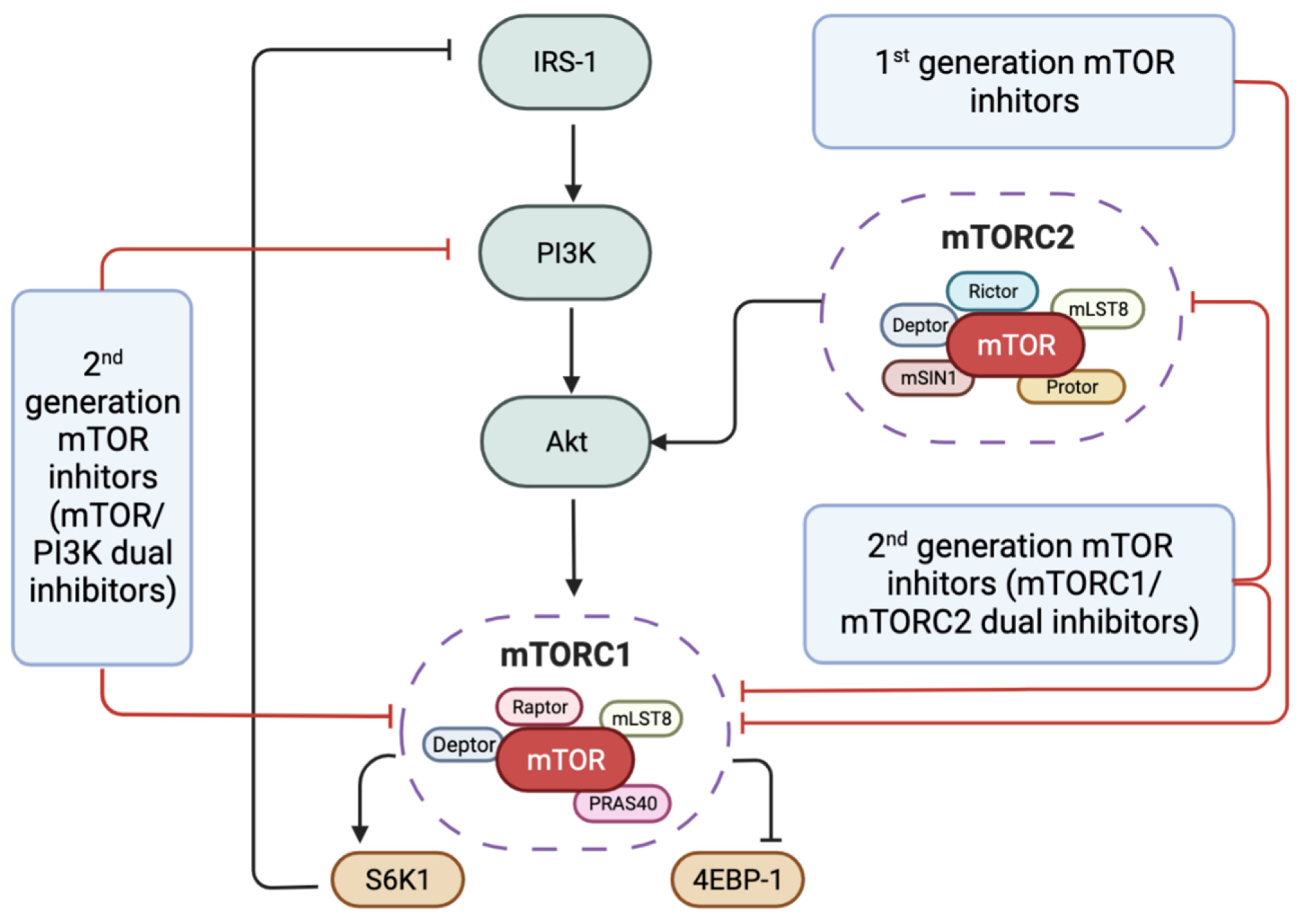 Antioxidants 11 01304 g003 Antioxidants 11 01304 g003