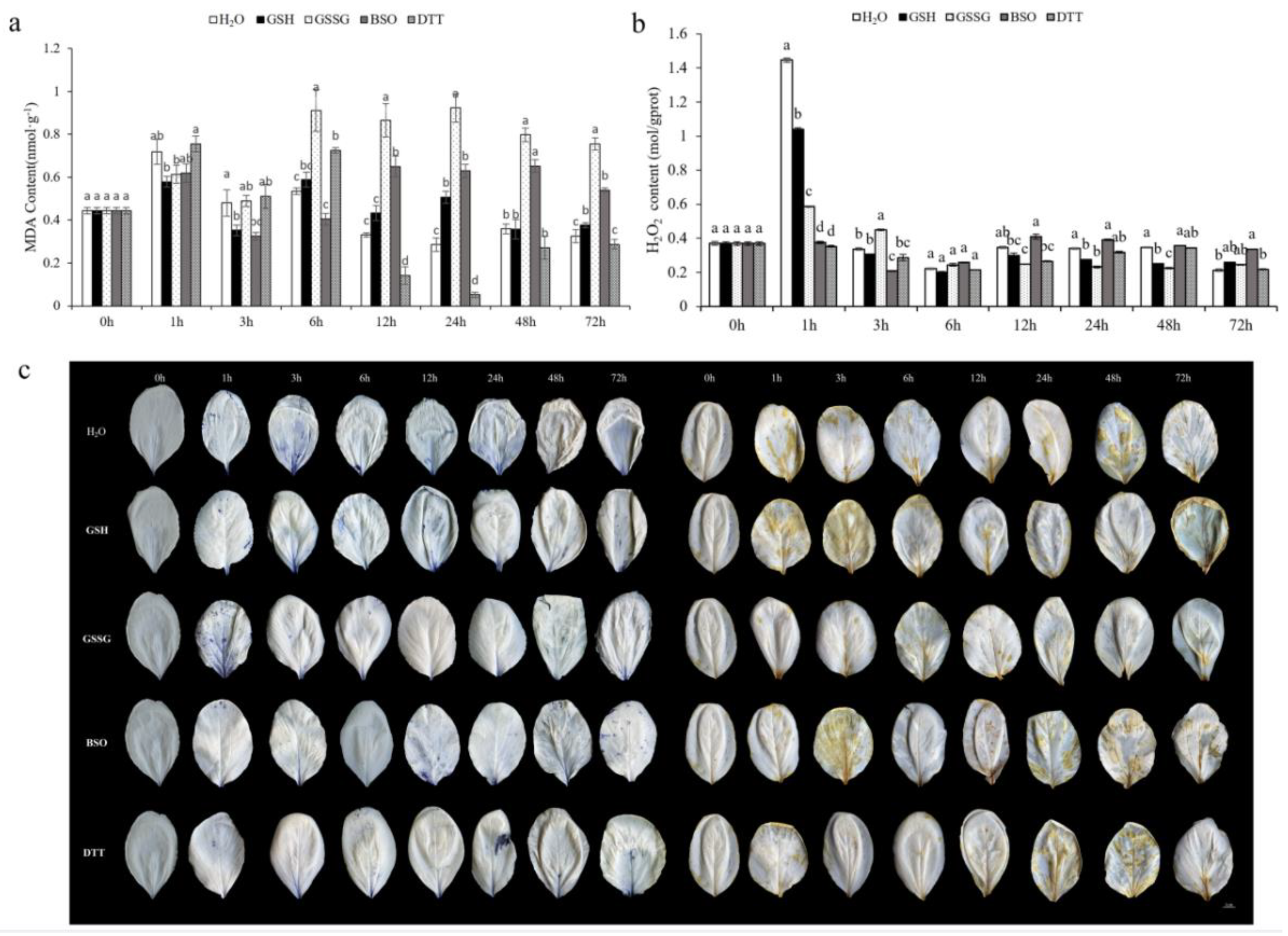 Antioxidants 11 01322 g006