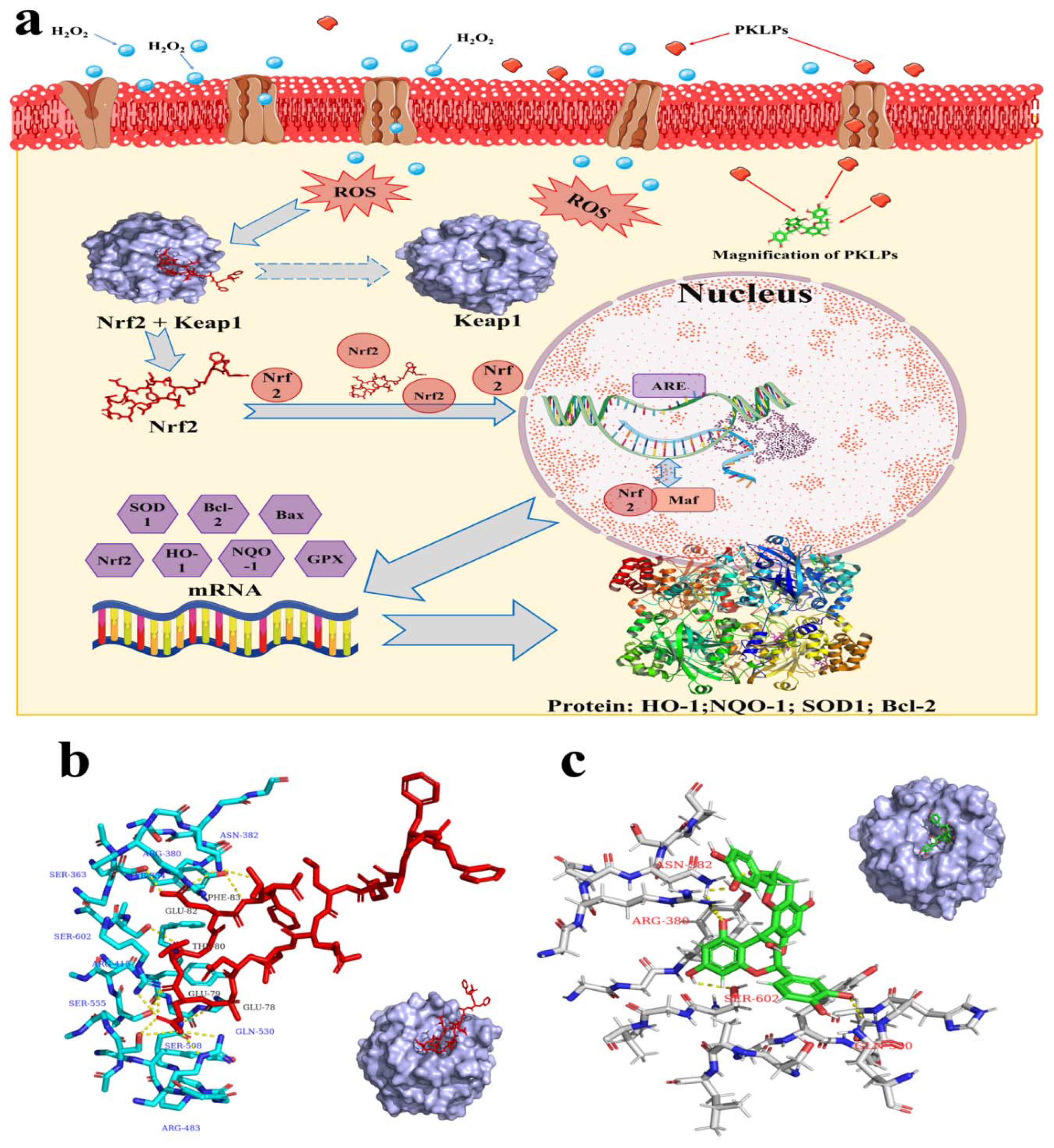 Antioxidants 11 01367 g004