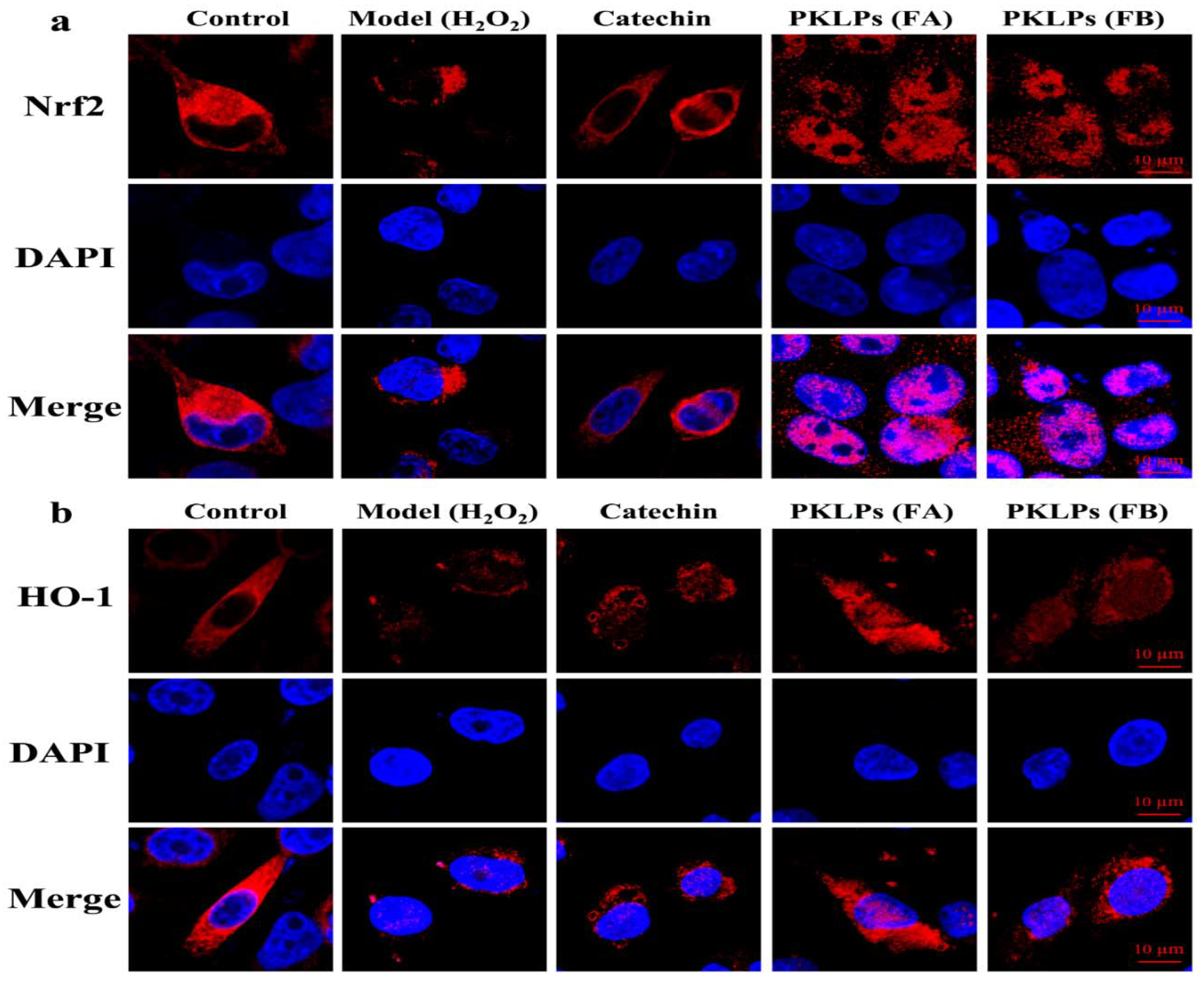 Antioxidants 11 01367 g006