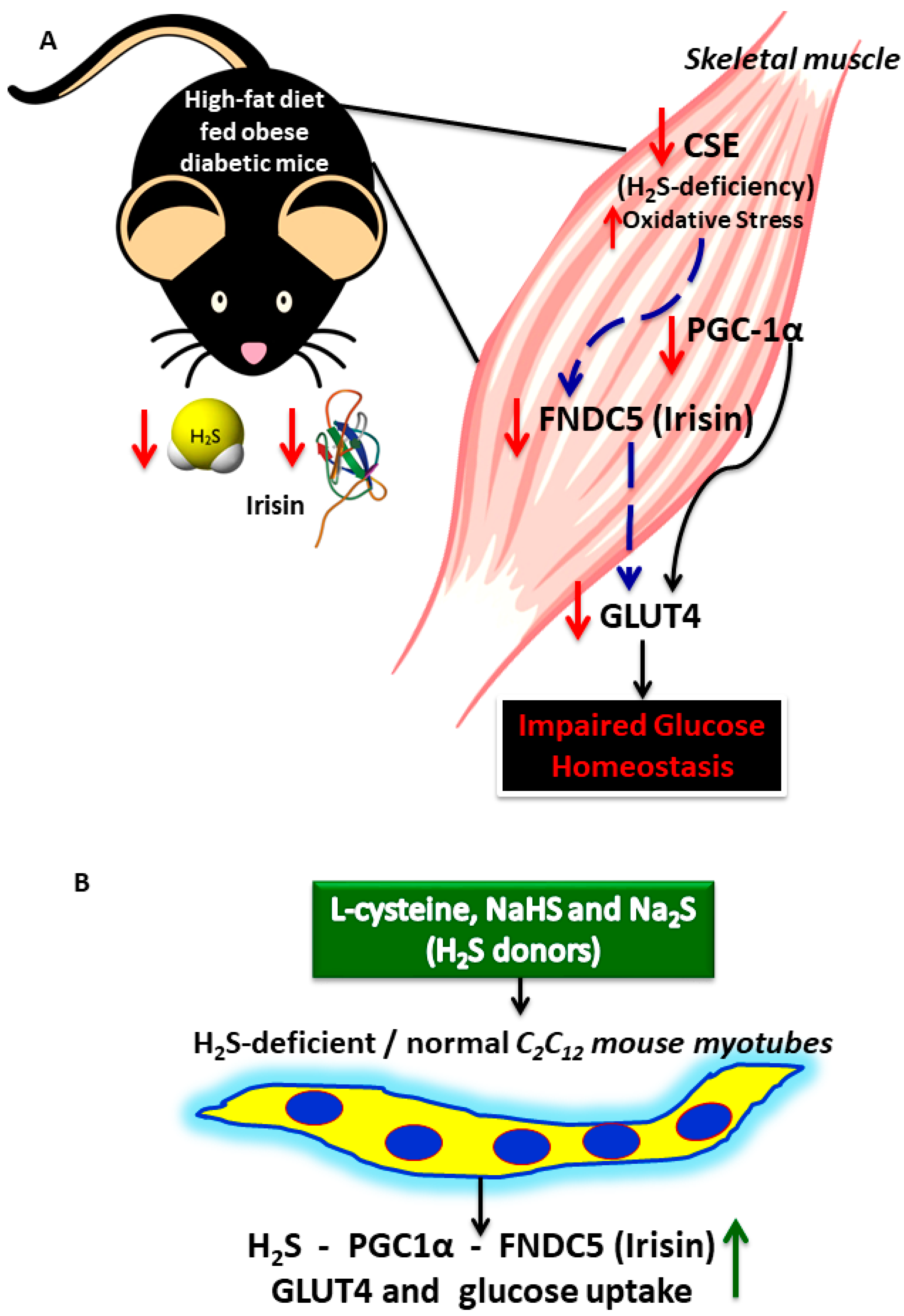 Antioxidants 11 01369 g007 Antioxidants 11 01369 g007