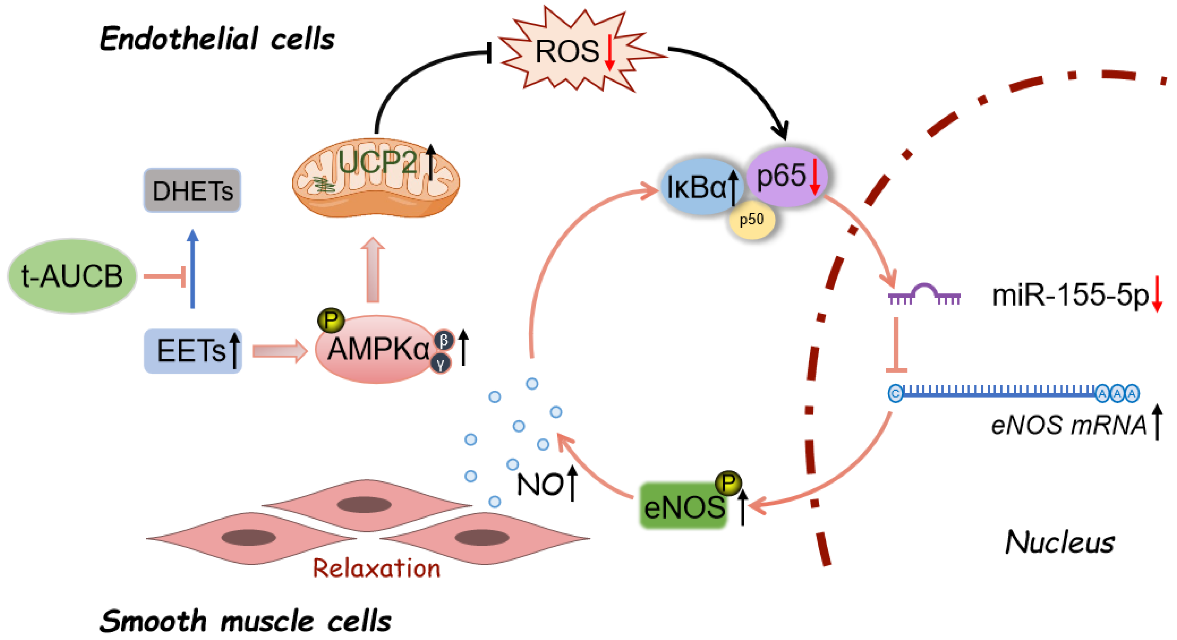 Soluble epoxide hydrolase deficiency attenuates lipotoxic cardiomyopathy  via upregulation of AMPK-mTORC mediated autophagy - ScienceDirect