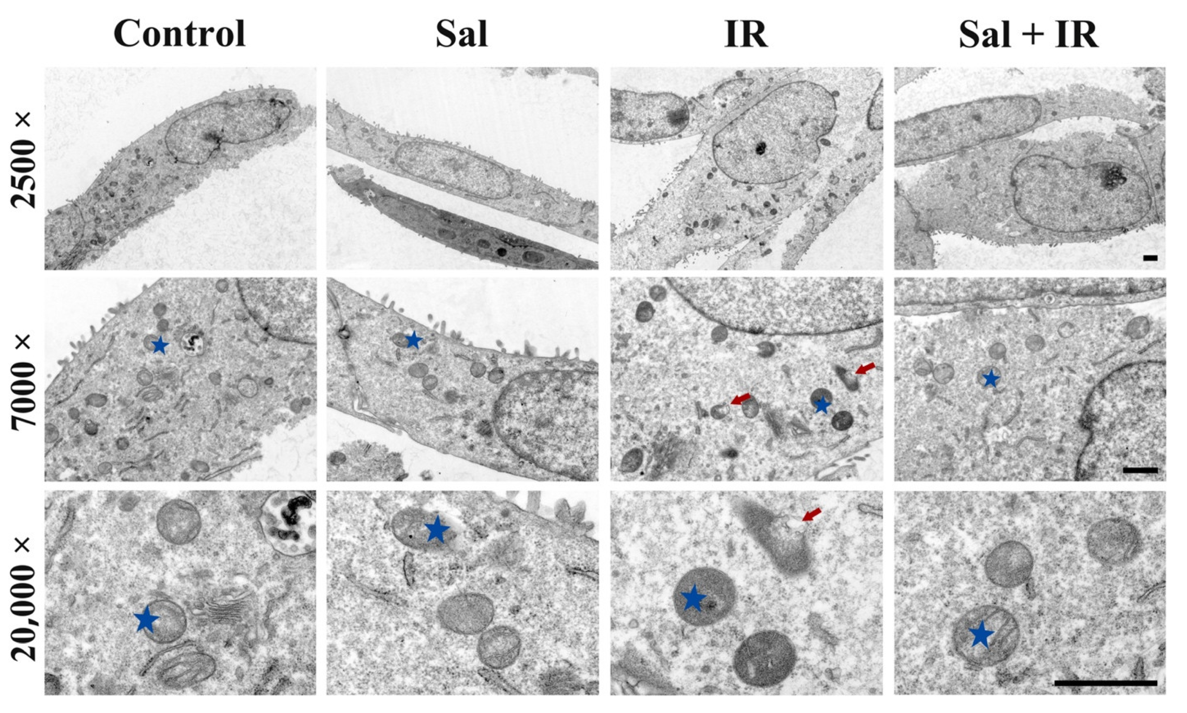 Antioxidants 11 01414 g003