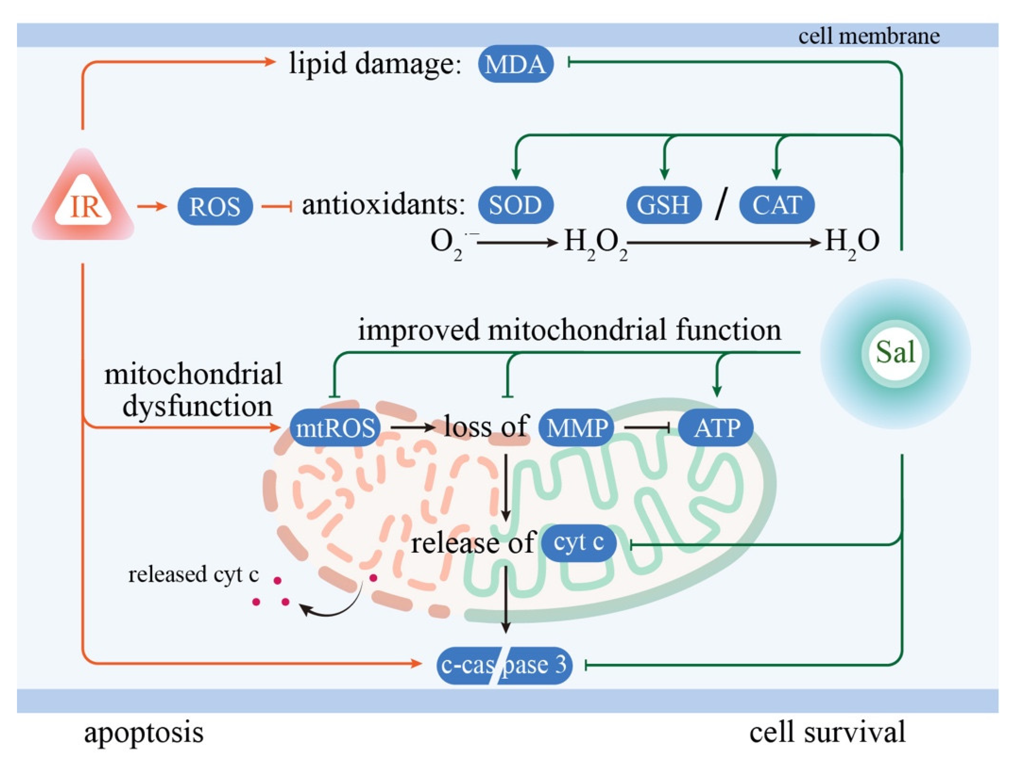 Antioxidants 11 01414 g007