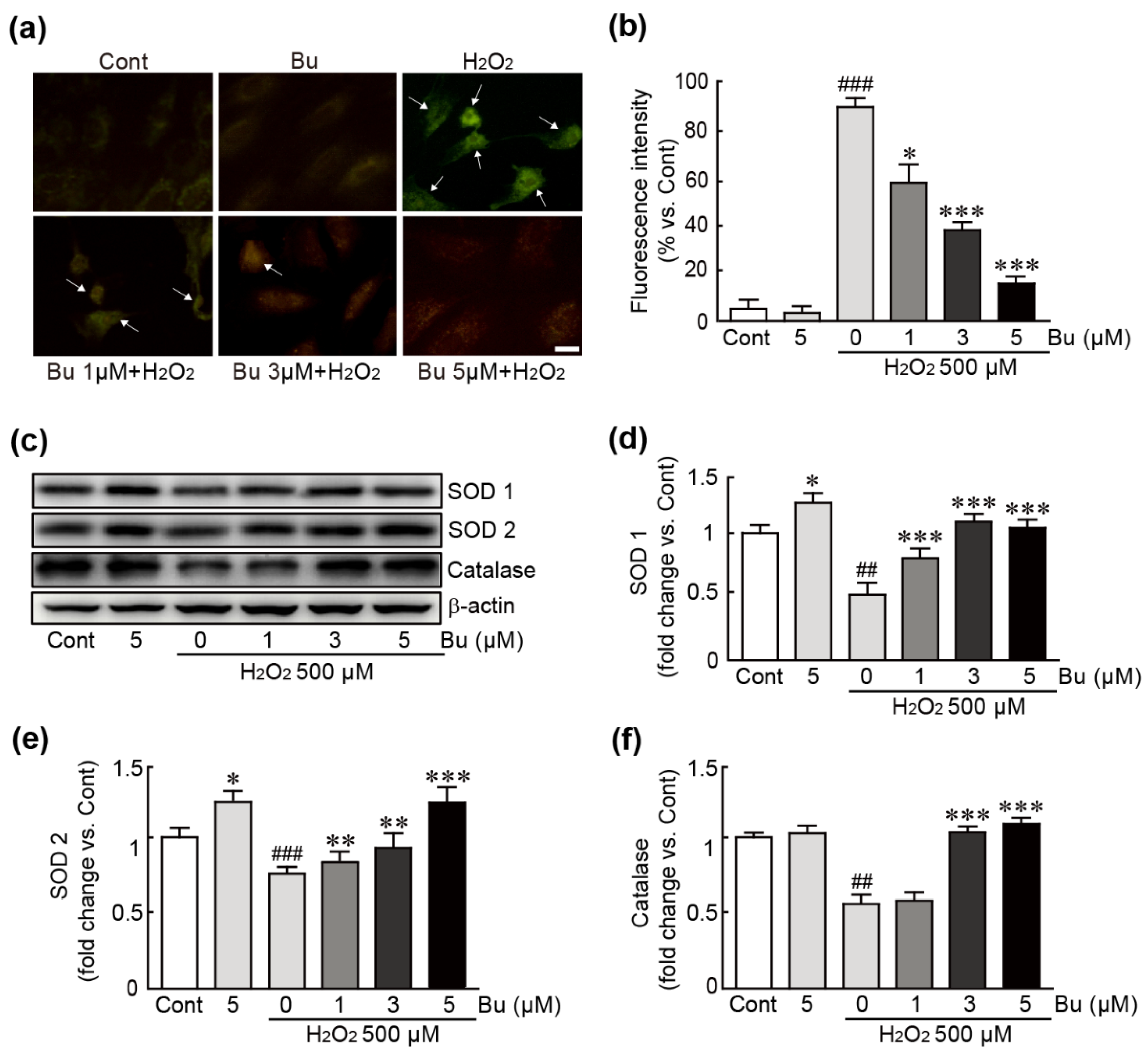 Antioxidants 11 01430 g004