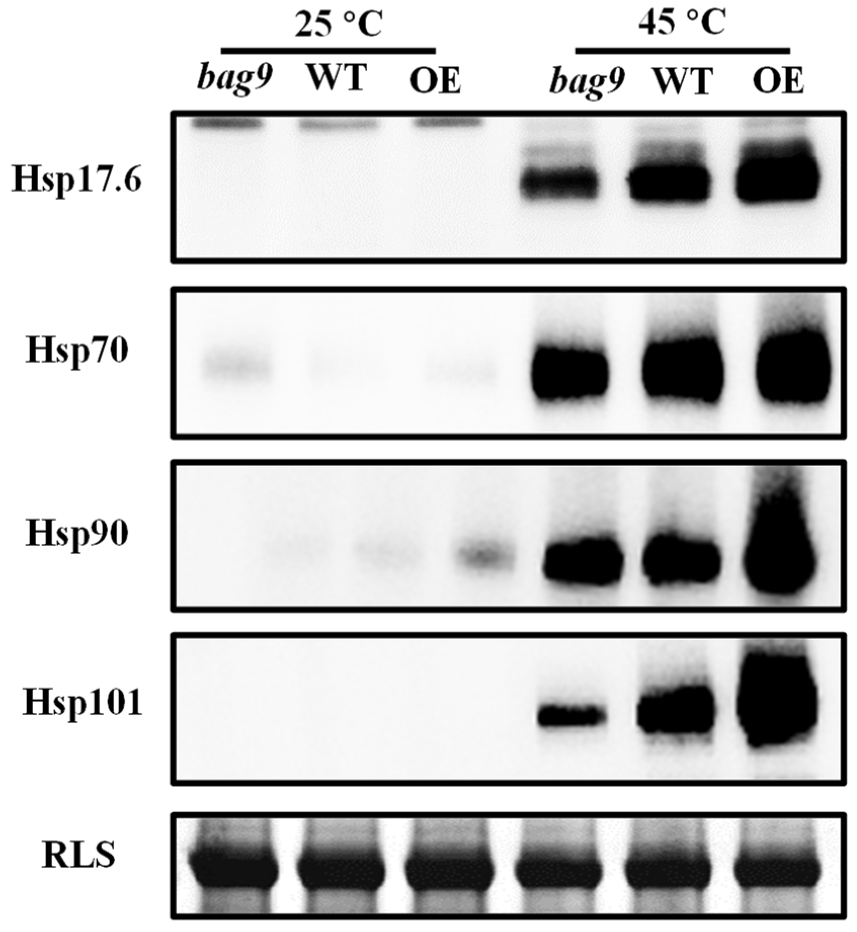 Antioxidants 11 01467 g008