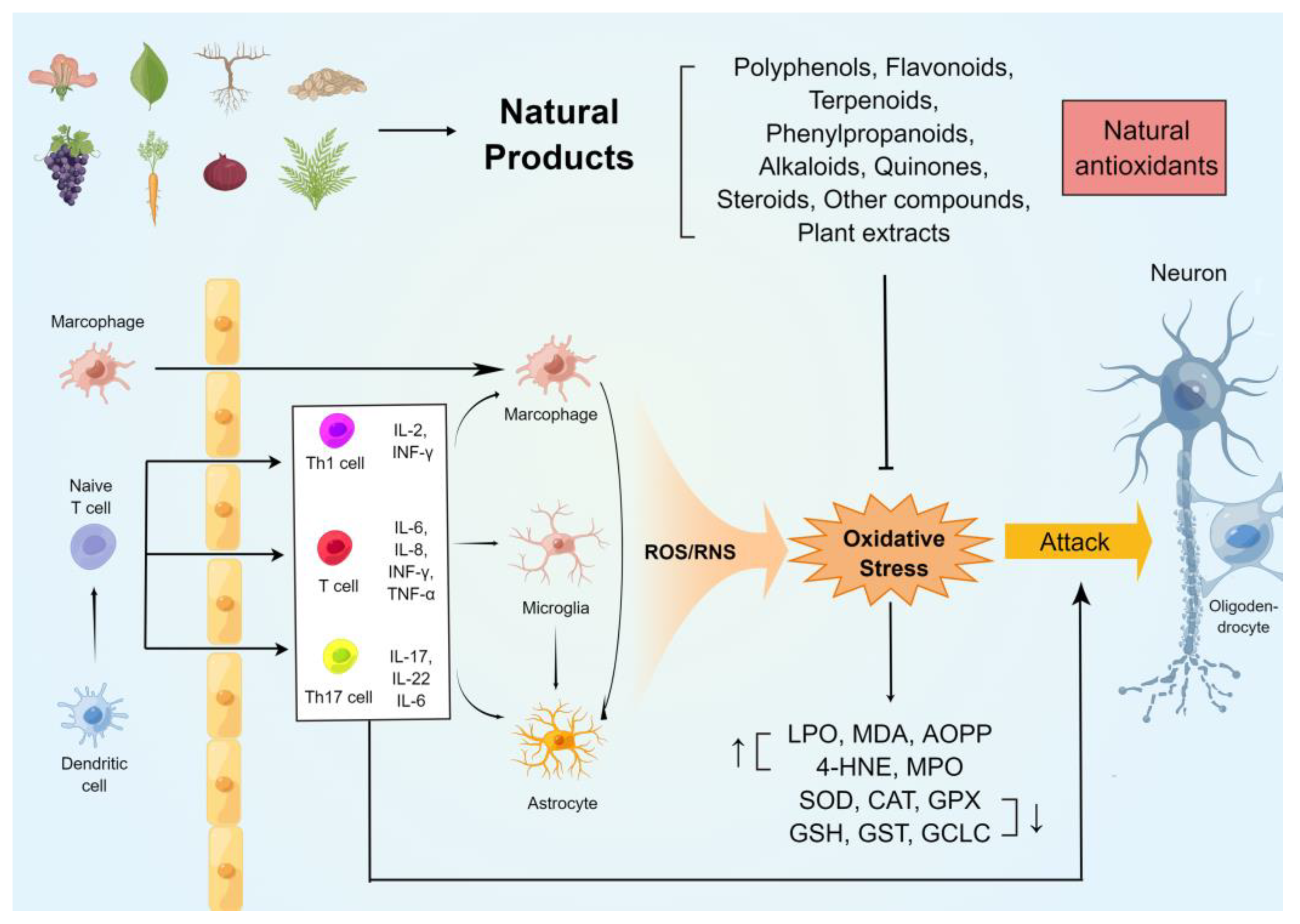 Antioxidants | Free Full-Text | Potential Utility of Natural Products  against Oxidative Stress in Animal Models of Multiple Sclerosis | HTML