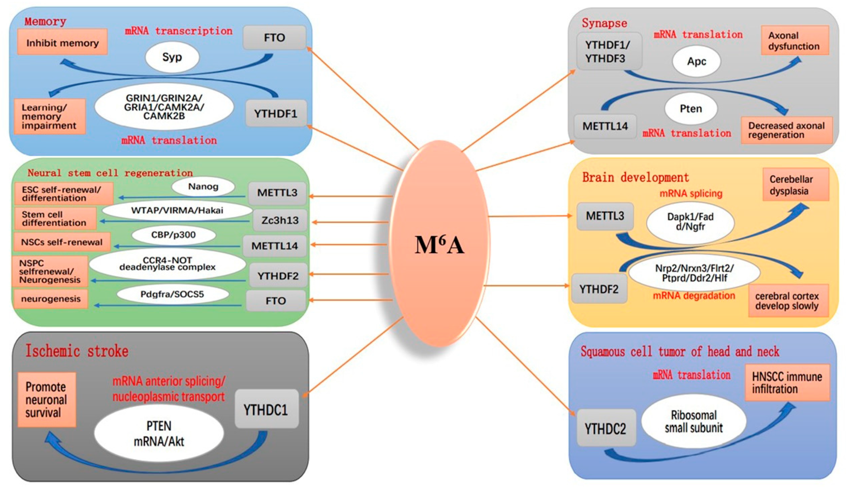 Antioxidants 11 01521 g007