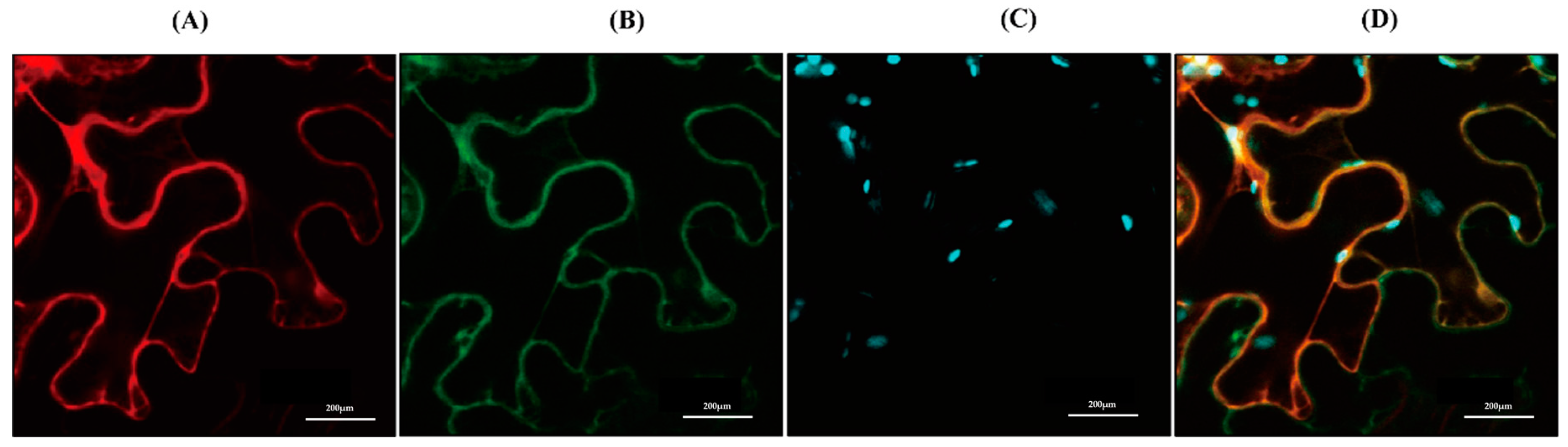 Antioxidants 11 01531 g005