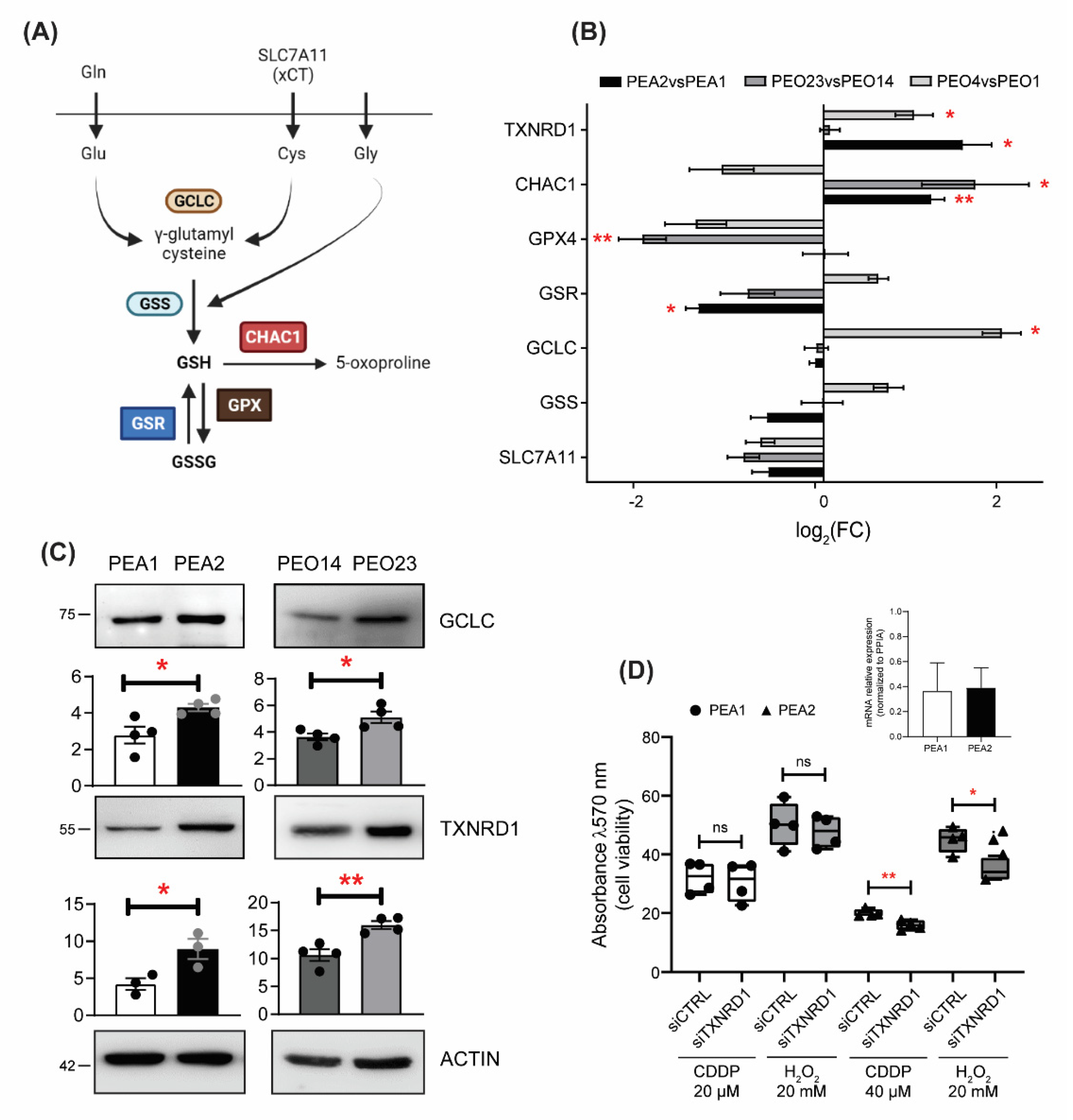 Antioxidants 11 01544 g003