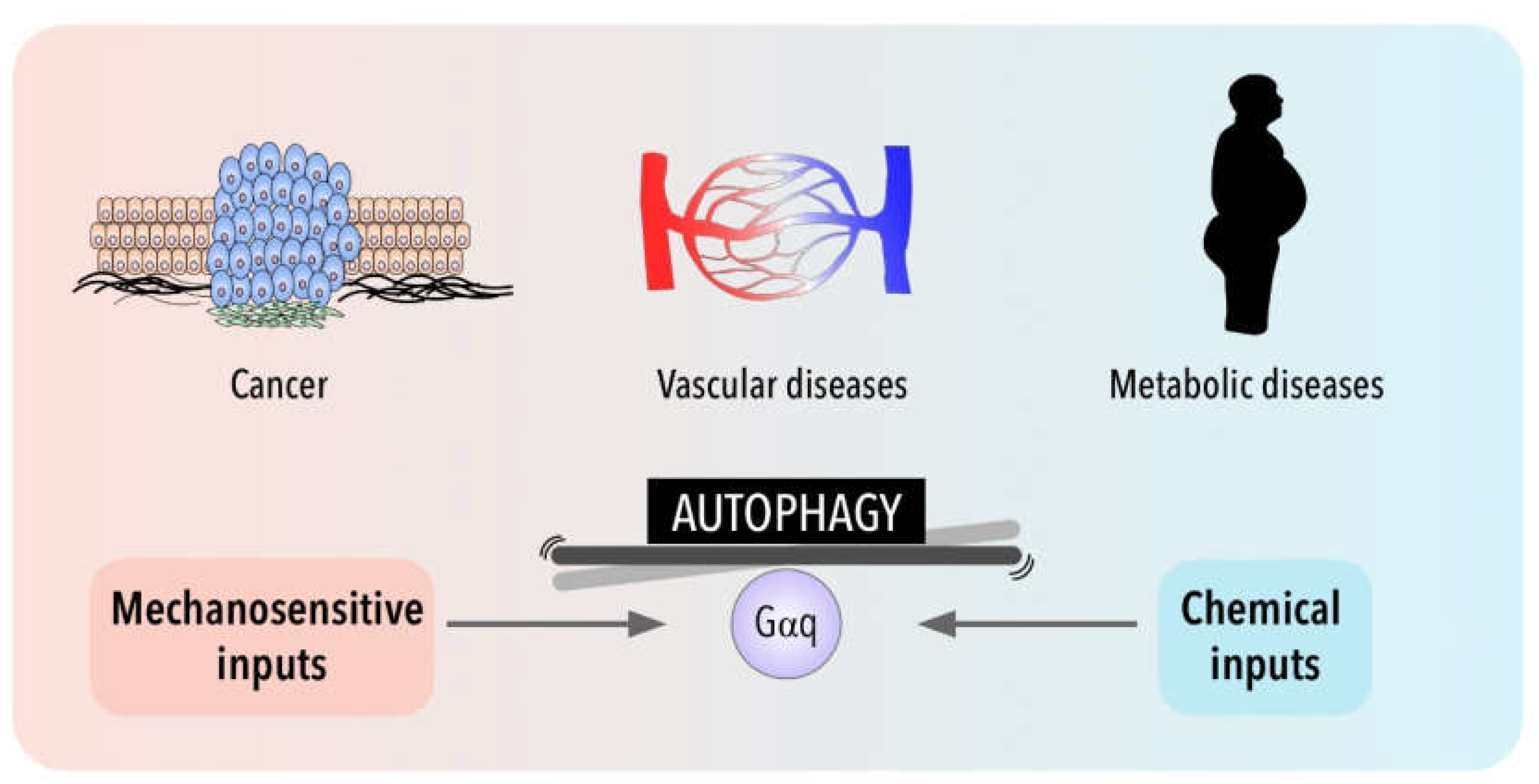 Antioxidants 11 01599 g002 Antioxidants 11 01599 g002