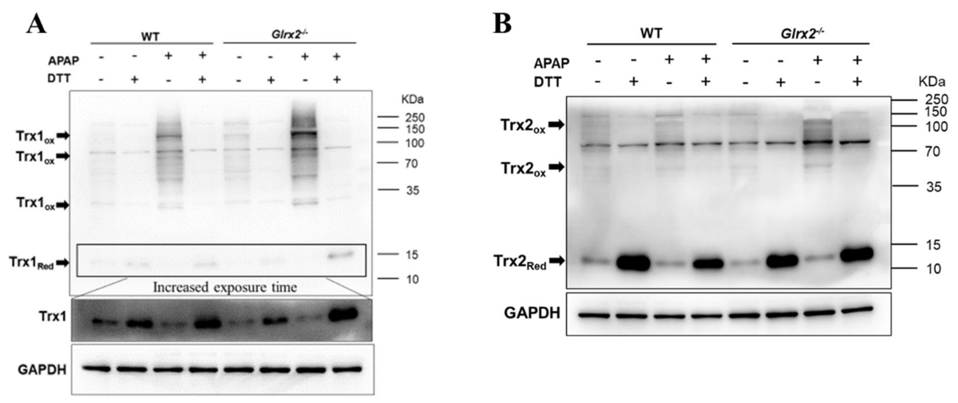 Antioxidants 11 01643 g004