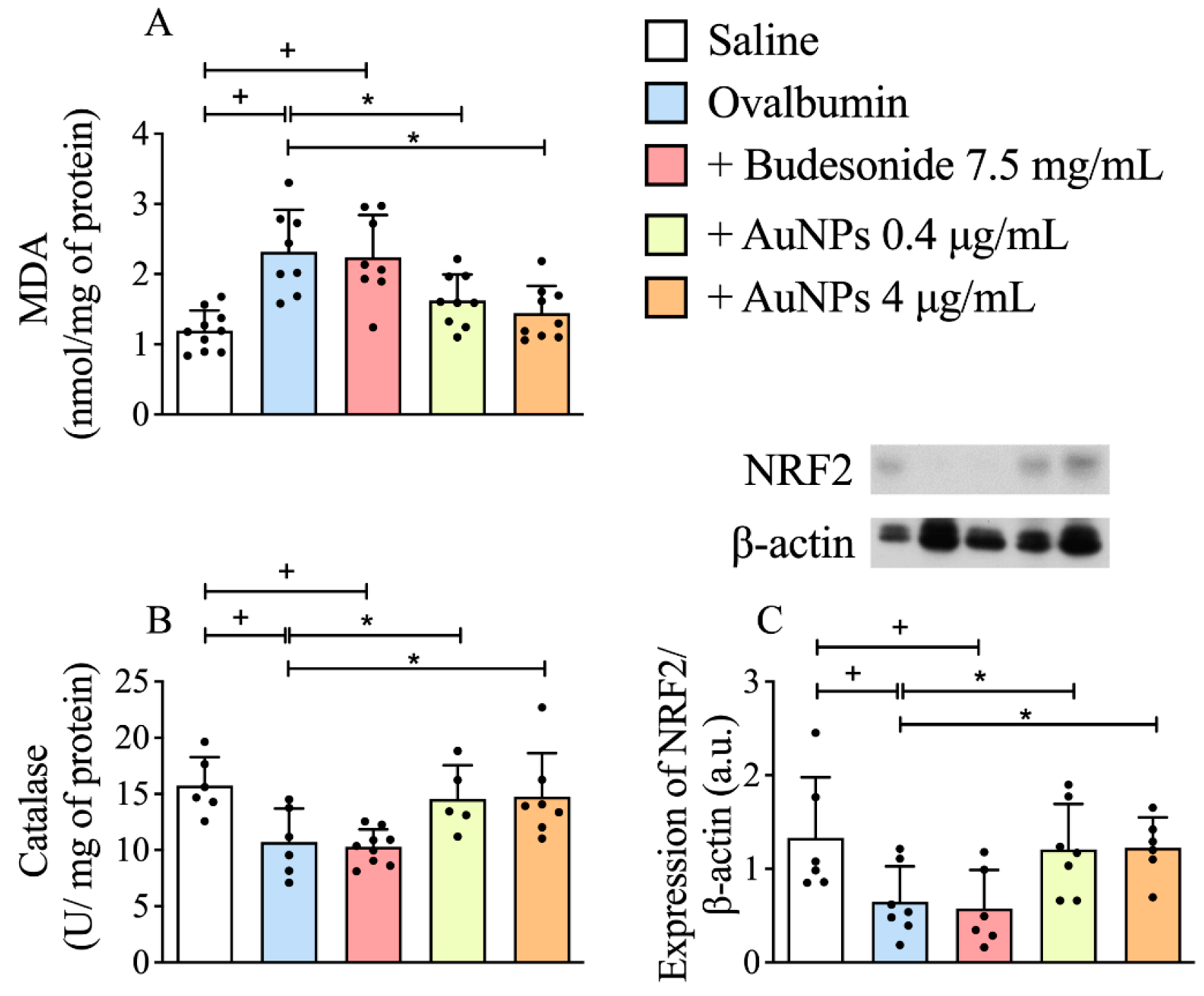Antioxidants 11 01659 g005 Antioxidants 11 01659 g005