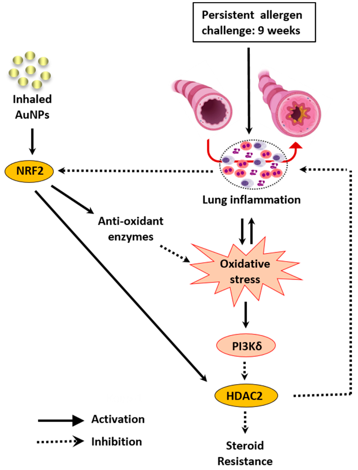 Antioxidants 11 01659 g007 Antioxidants 11 01659 g007