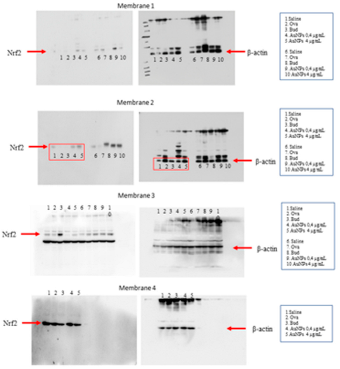 Antioxidants 11 01659 g0a4 Antioxidants 11 01659 g0a4