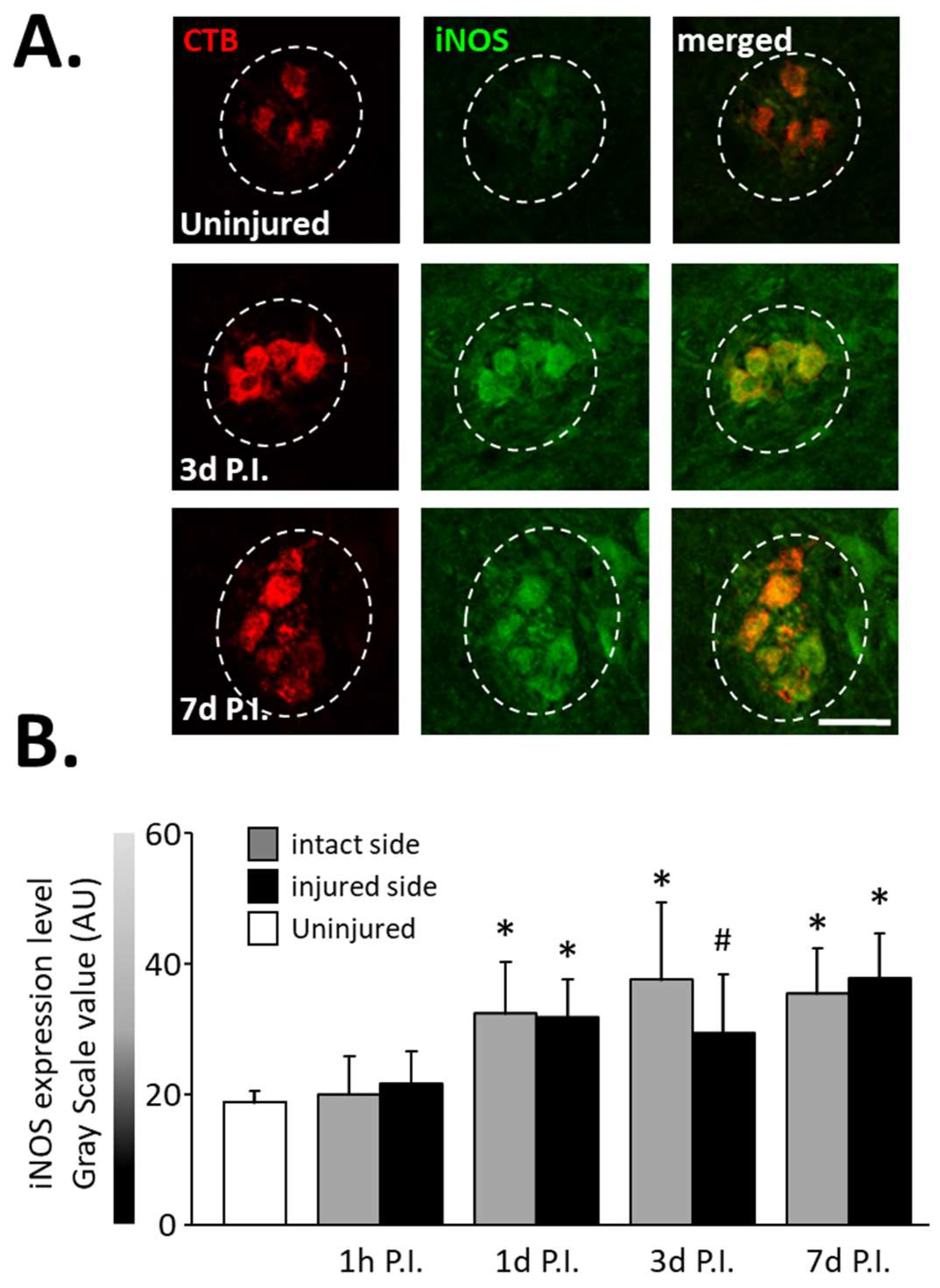 Antioxidants 11 01665 g003
