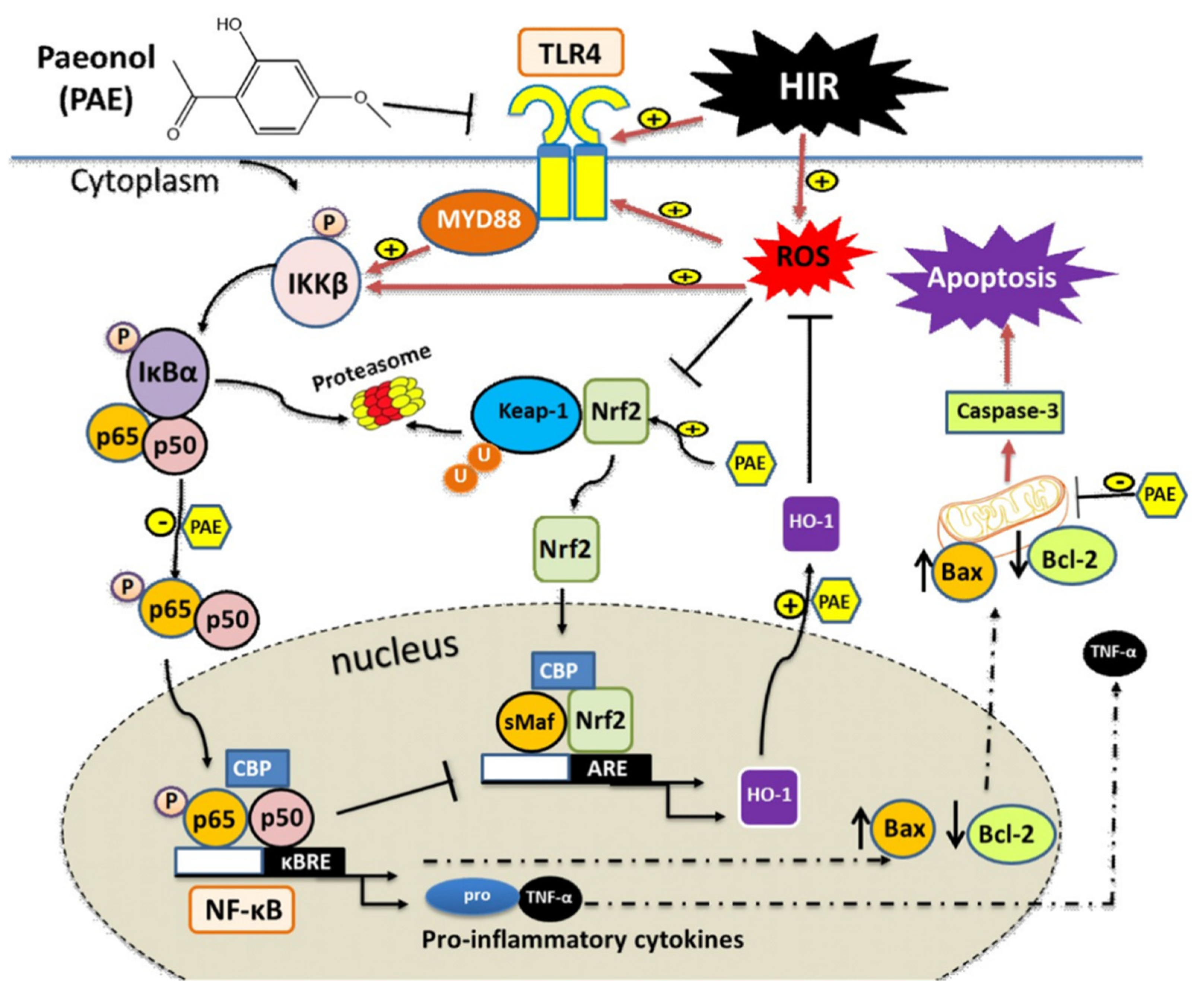 Antioxidants 11 01687 g010