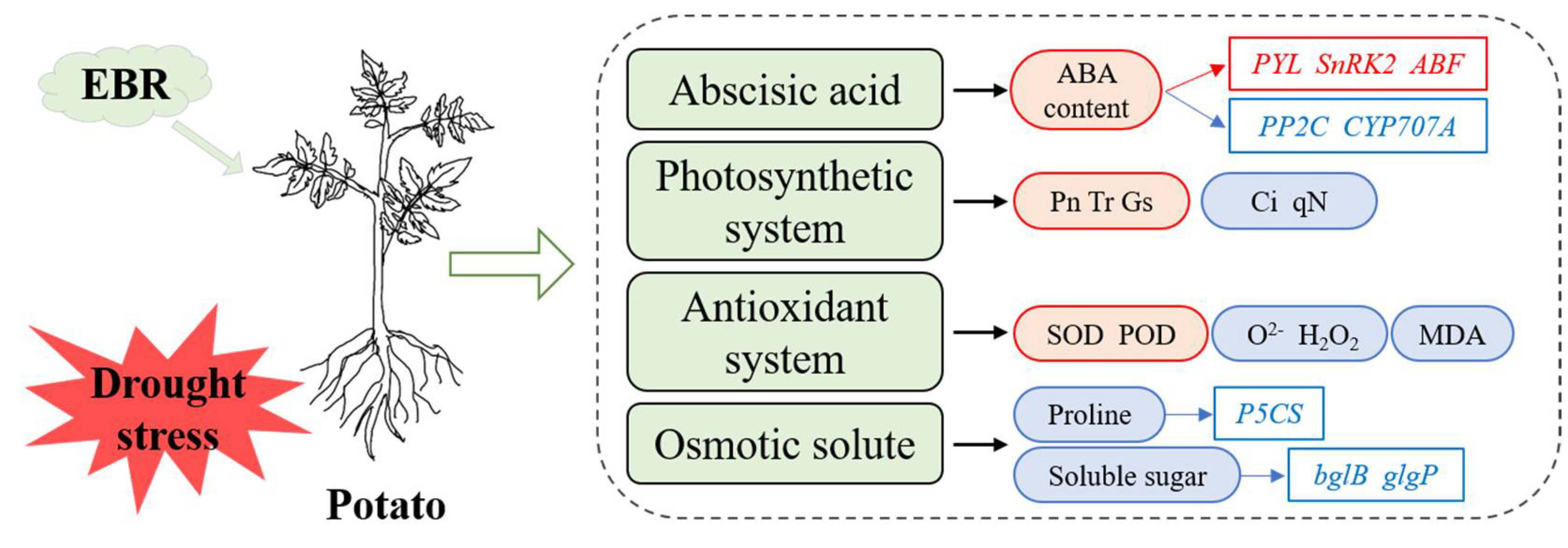 Antioxidants 11 01701 g010