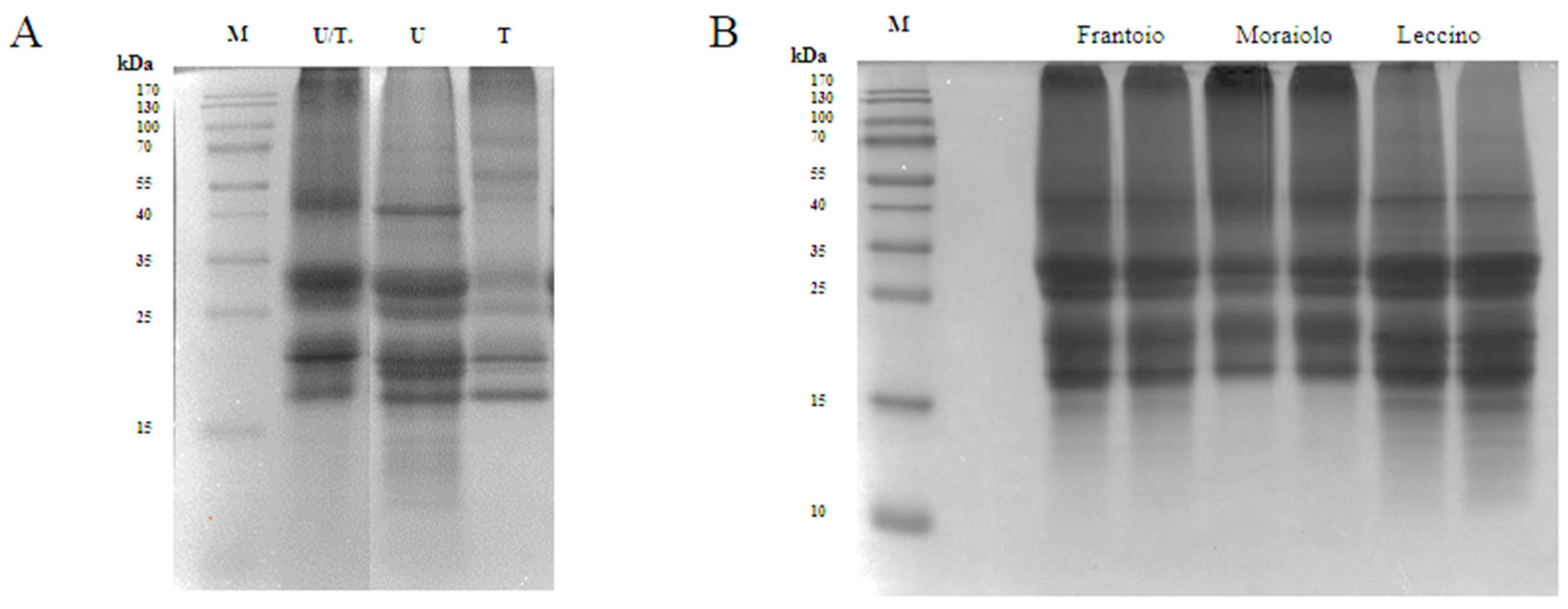 Antioxidants 11 01730 g001 Antioxidants 11 01730 g001